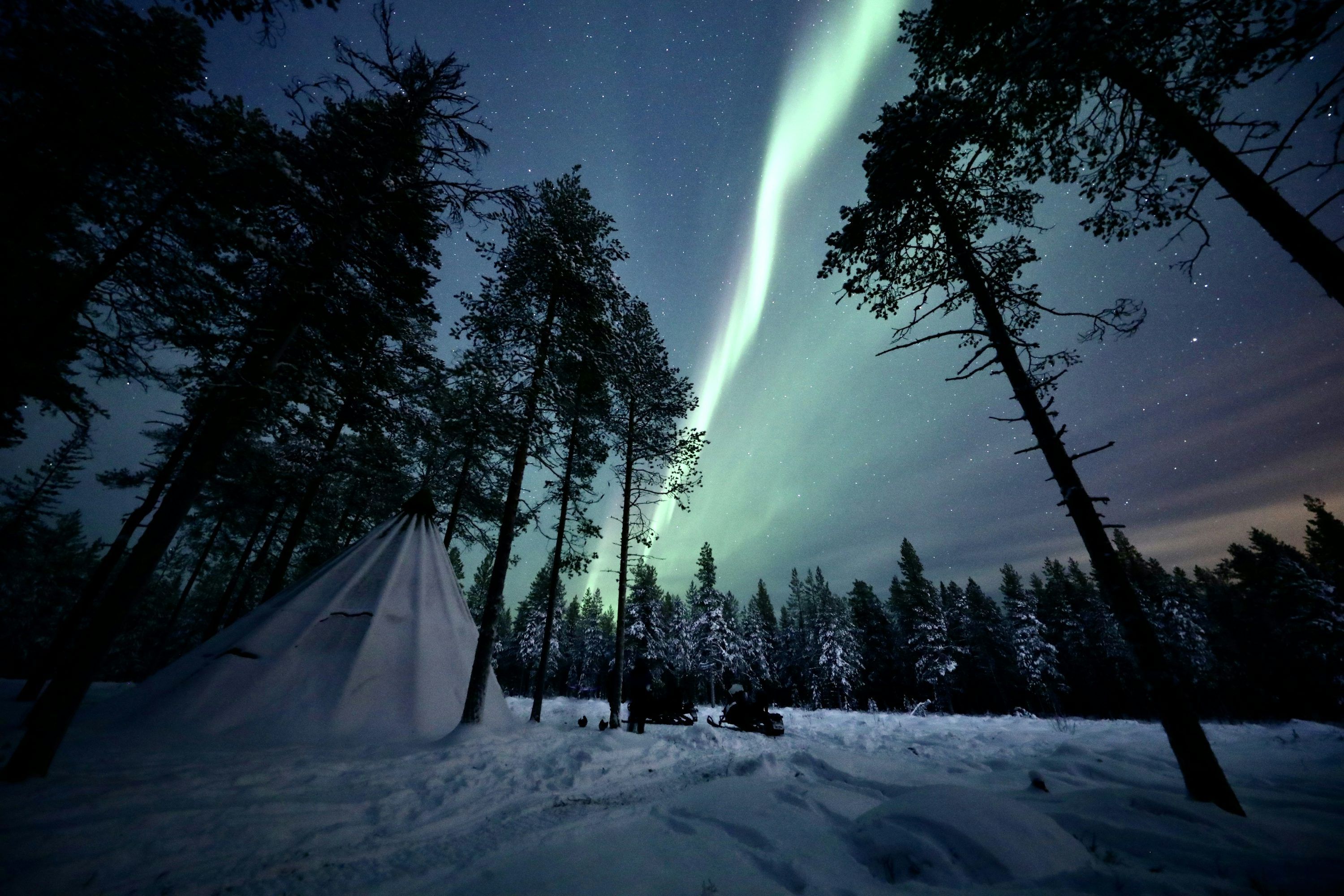 3000x2000 A green aurora bore in the sky above a forest photo