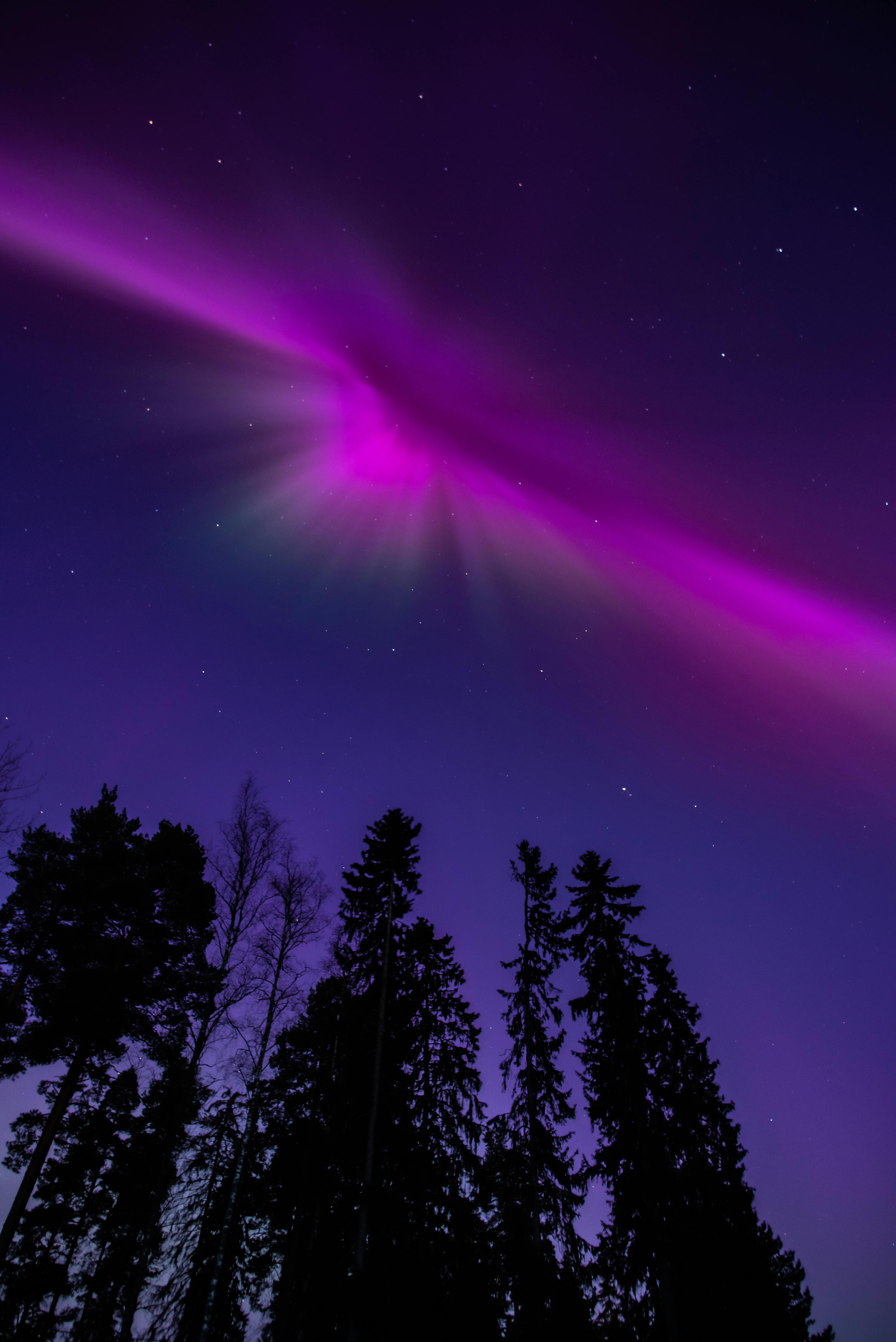 4016x6016 Magenta aurora over pine forest · Free