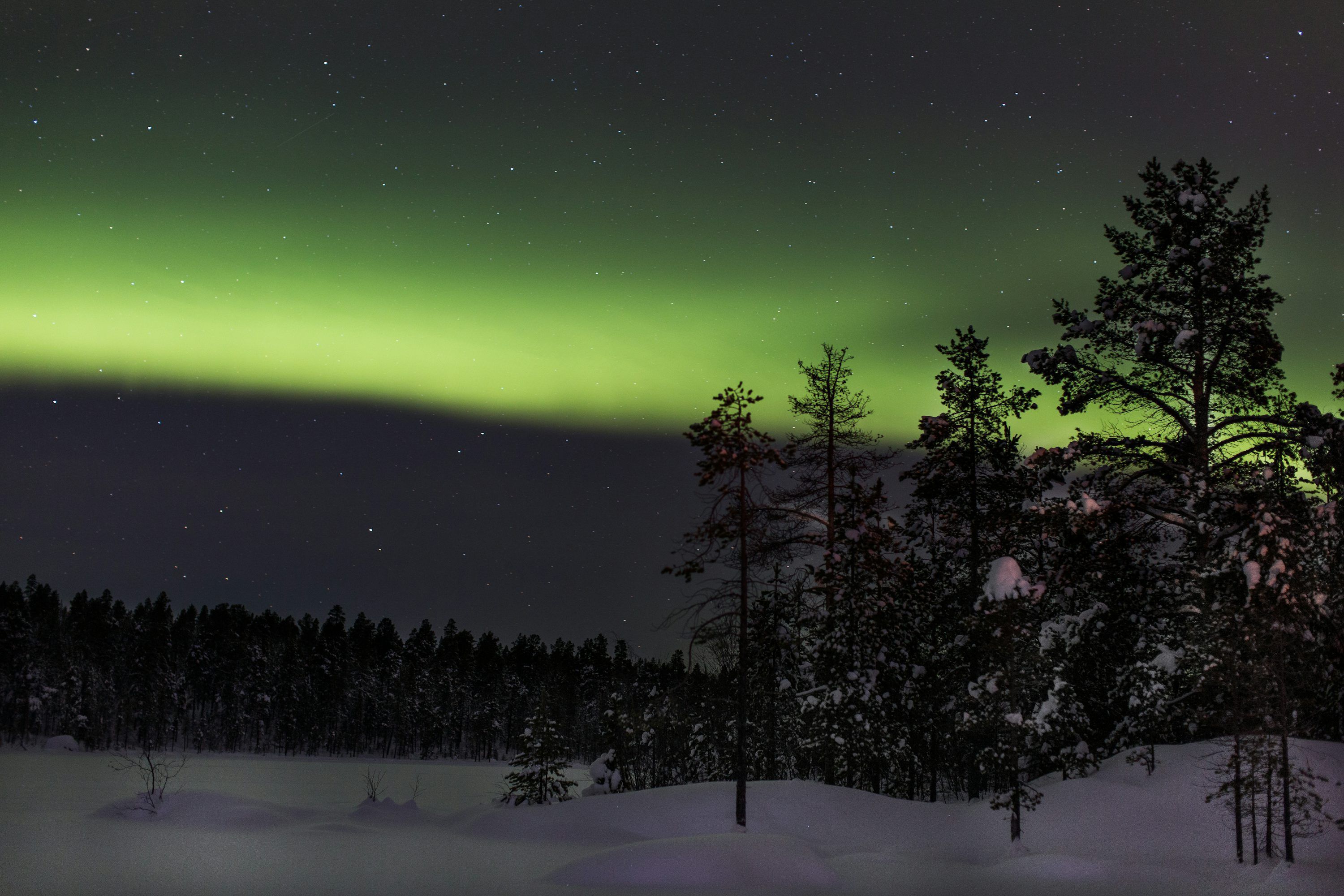 3000x2000 Trees on field covered with snow during Aurora Borealis Phenomenon photo