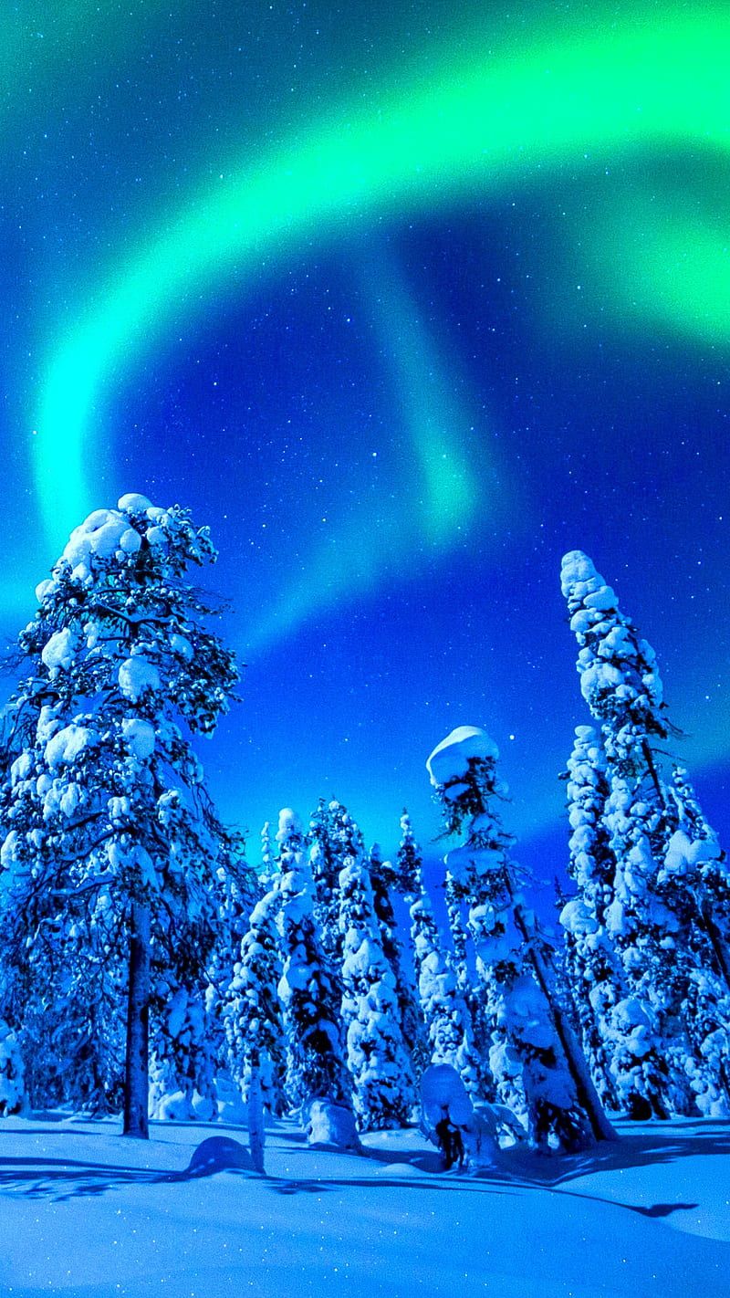 800x1422 Aurora Borealis, aurora borealis, winter, forest, snow, HD phone wallpaper