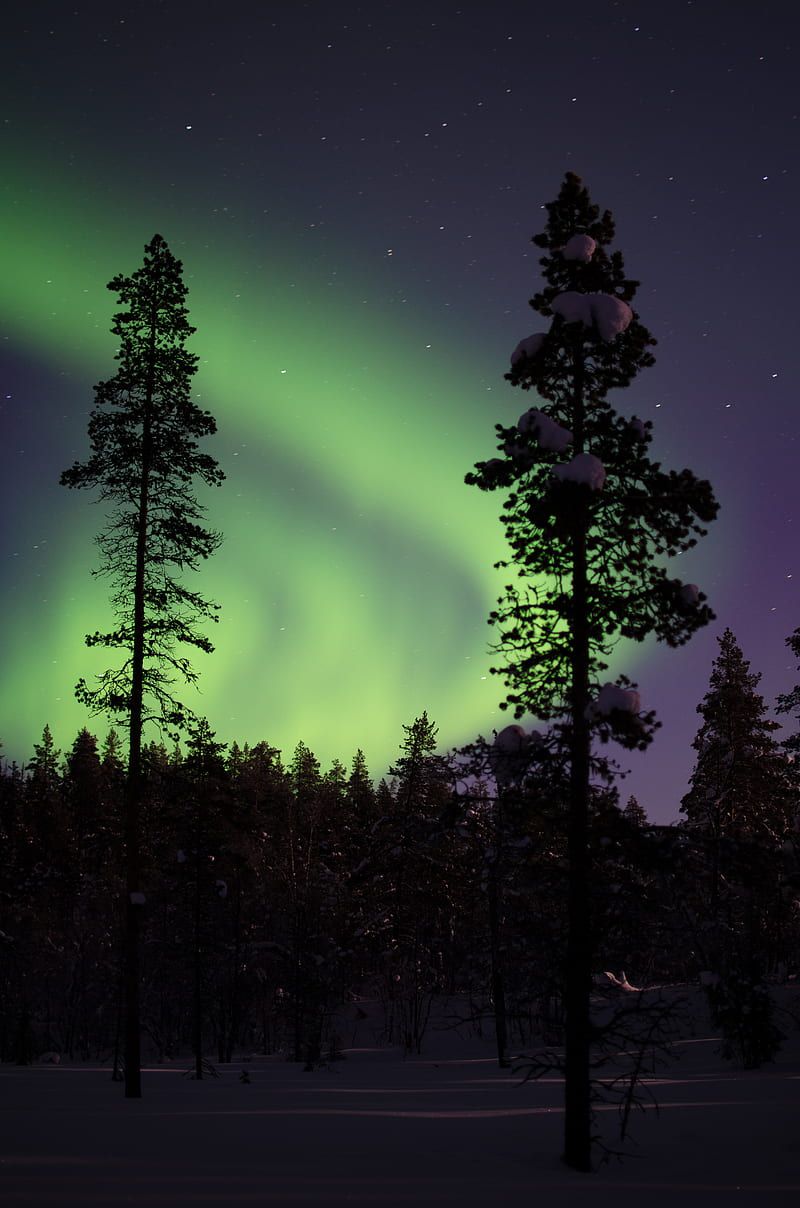 800x1208 Northern lights, aurora, trees, snow, forest, night, snowy, HD phone wallpaper
