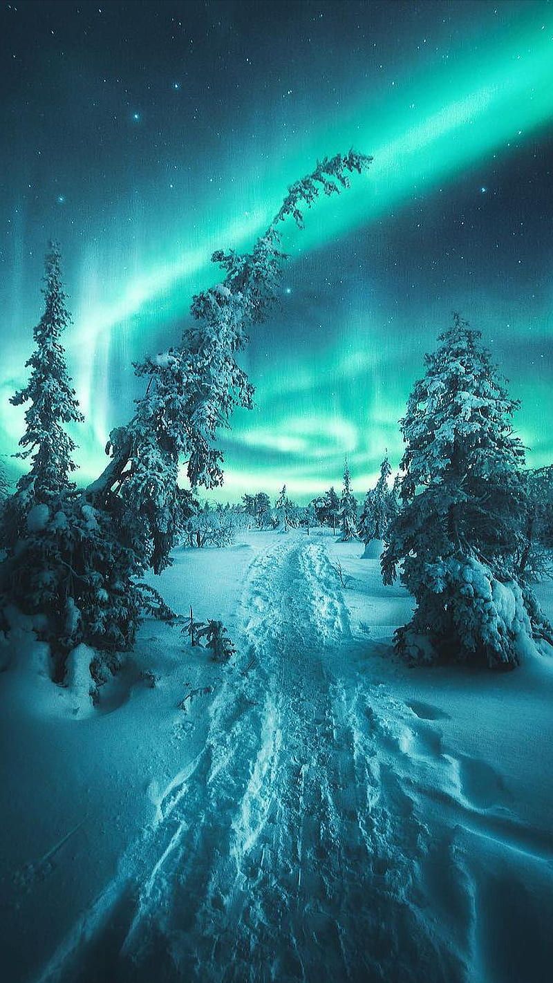 800x1422 Winter, aurora, nature, snow, trees, HD phone wallpaper