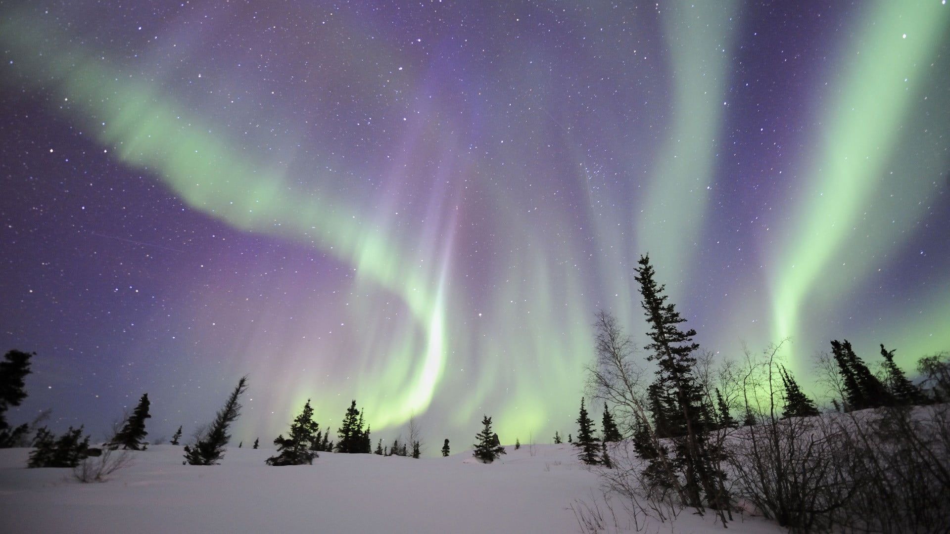 1920x1080 Green aurora borealis, aurorae, forest, landscape, nature HD wallpaper