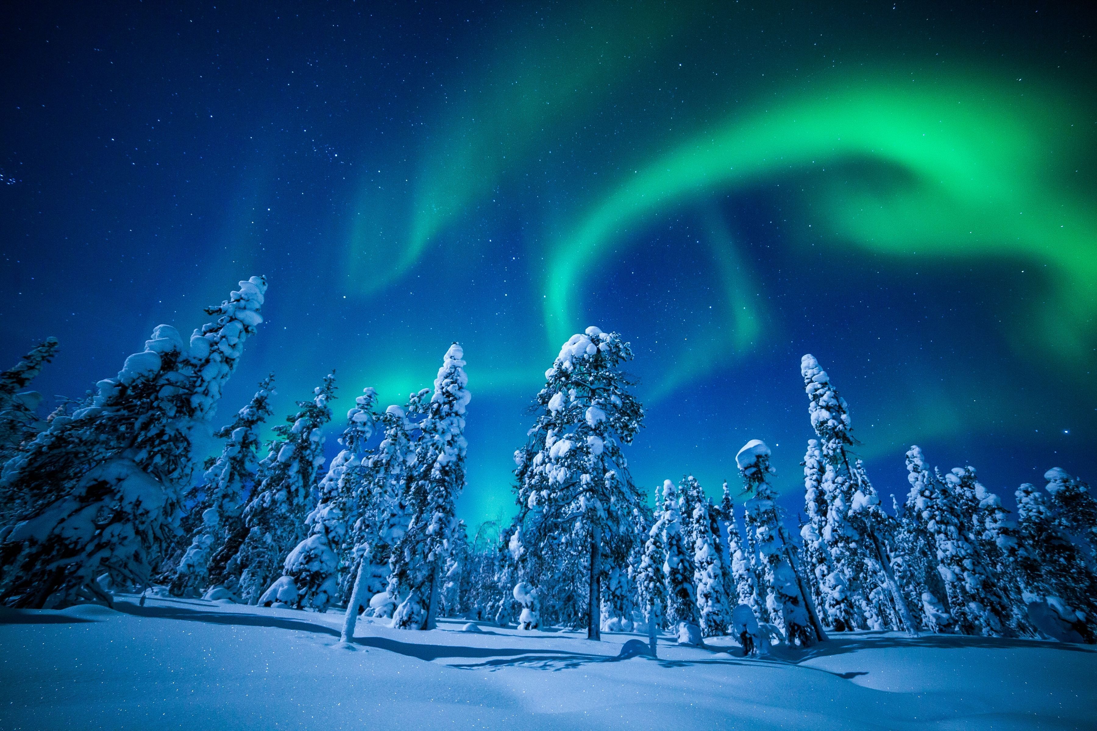 3600x2400 Aurora Borealis, Winter, Forest, Frosted trees, Northern Lights, 4K, HD Wallpaper