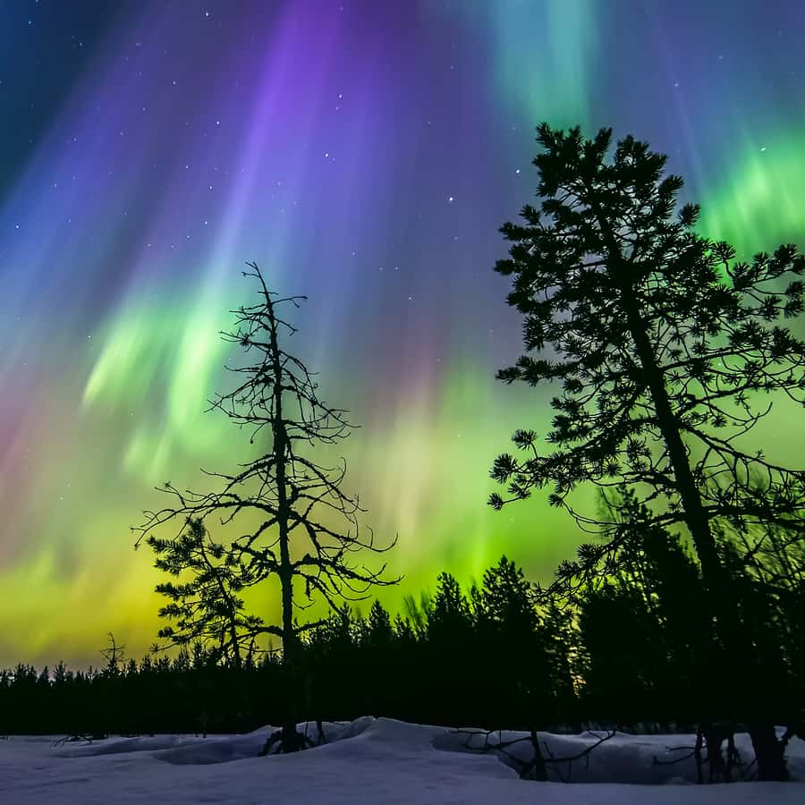 900x900 Rovaniemi: Ice Floating in Forest Lake with Aurora Borealis