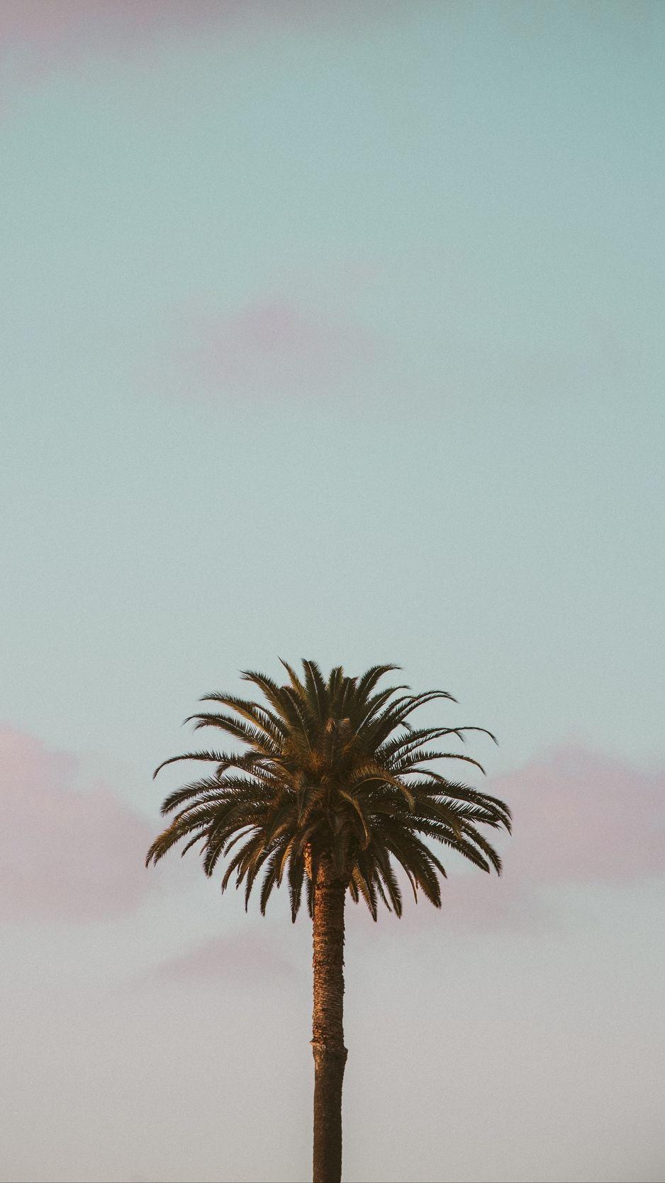Minimalist Tree Wallpapers - Top Free Minimalist Tree Backgrounds