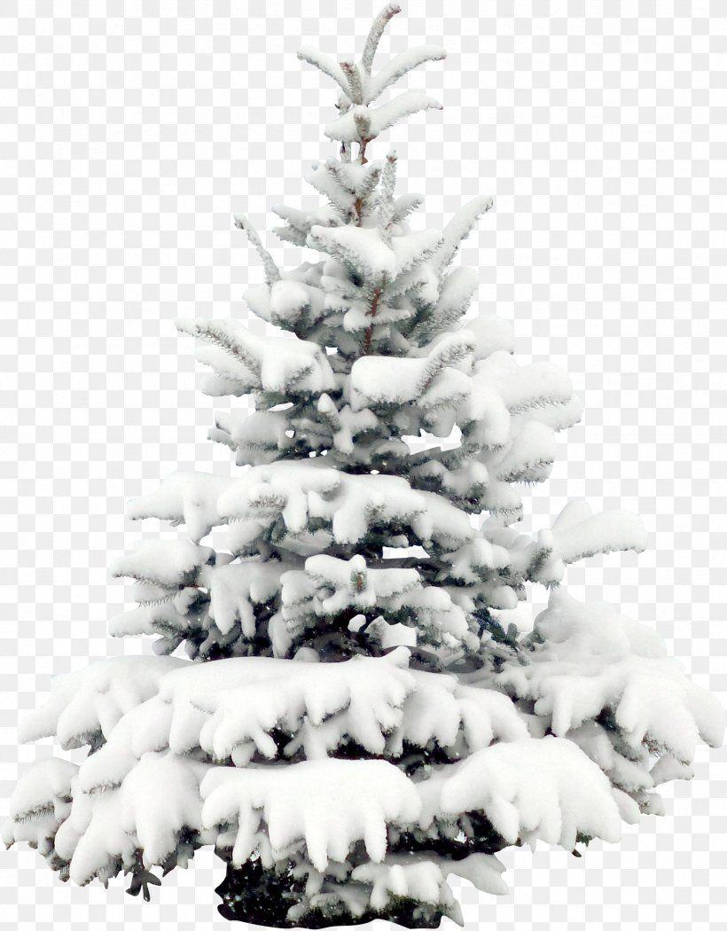 820x1050 Snow Tree Pine Christmas Wallpaper, PNG, 1802x2308px, Pine, Black And White, Christmas, Christmas Decoration, Christmas Ornament