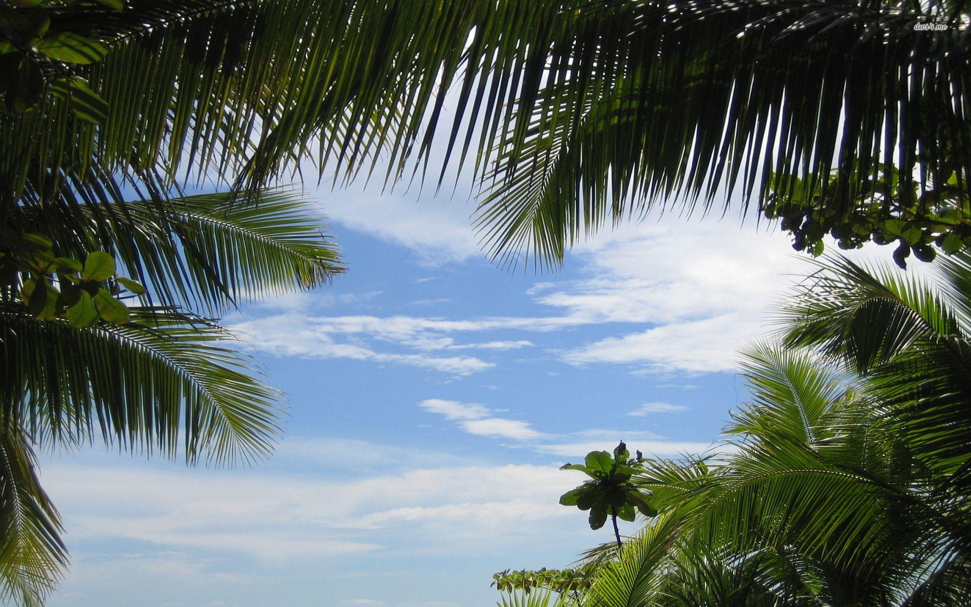 1920x1200 Tropical Sky in the Caribbean wallpaper wallpaper