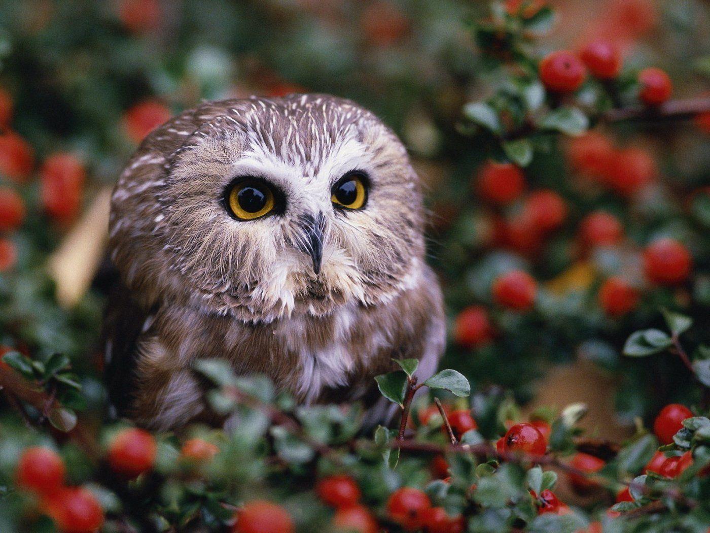 1400x1050 Free download 1400x1050 WallpaperOwl 1400x1050 Wallpaper