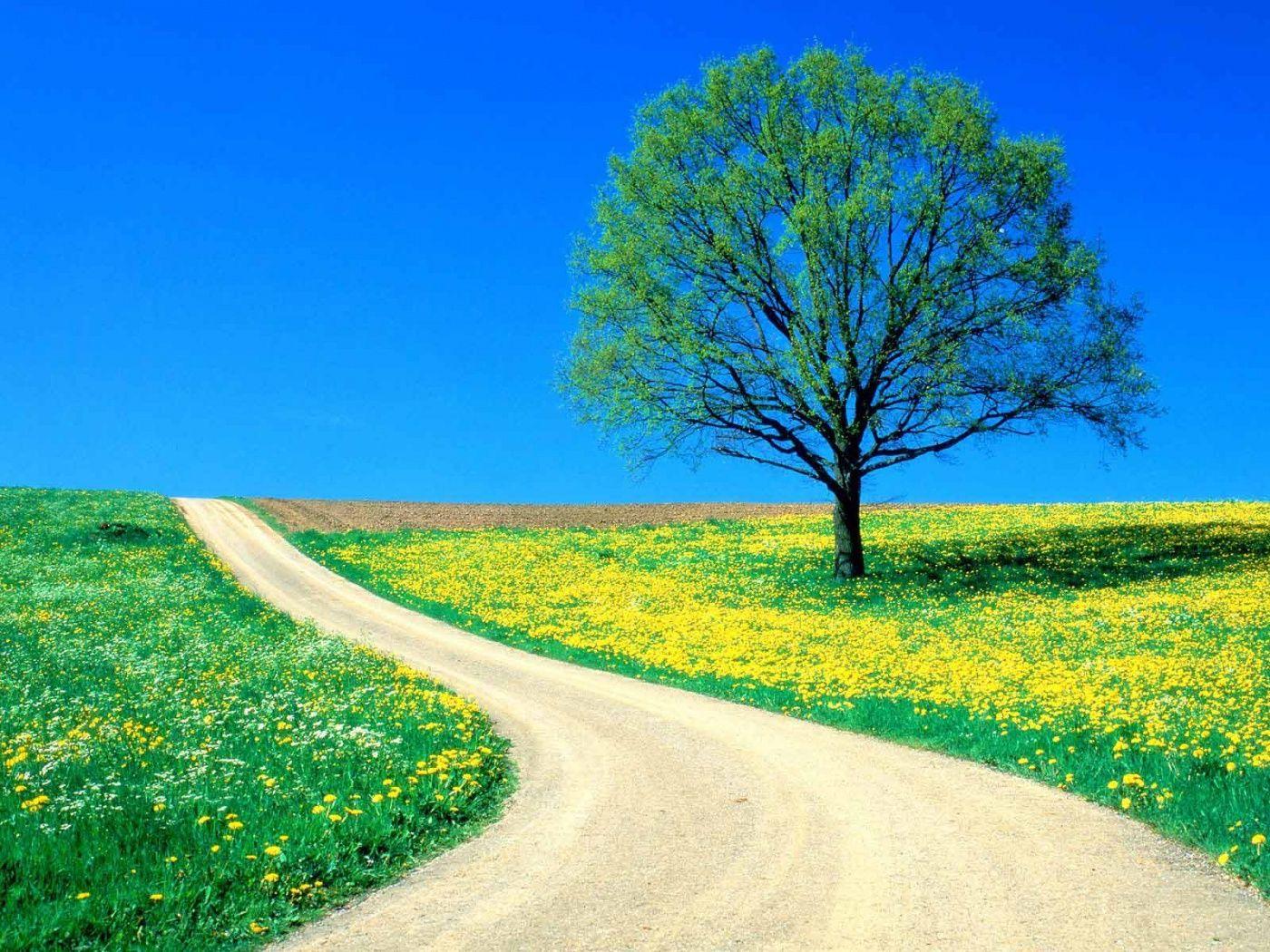 1400x1050 Summer Nature Background HD Desktop HD Wallpaper Hdwalli 1400x1050
