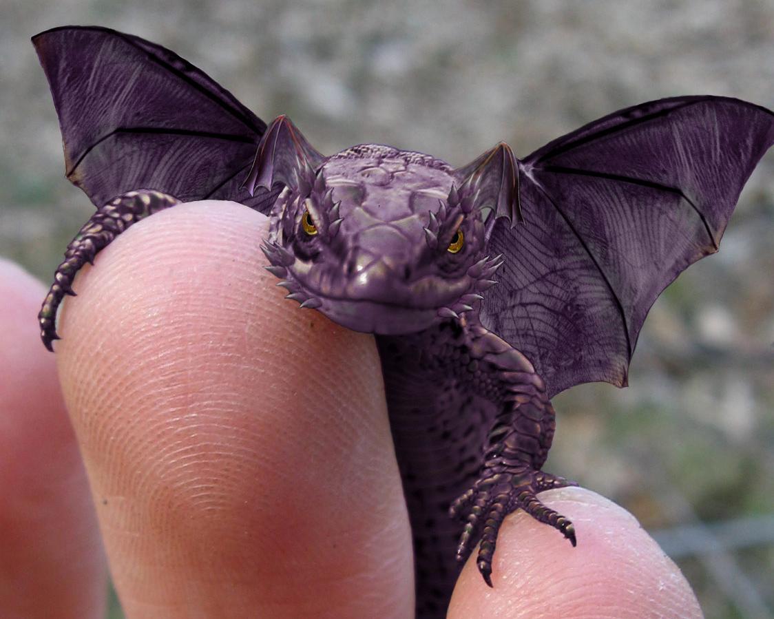 1124x899 Picture dragon Fantasy