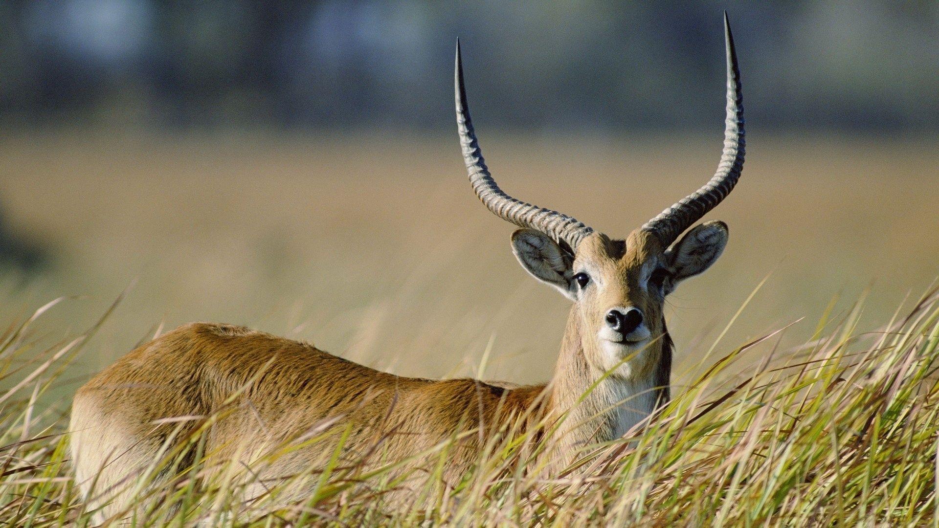 Antelope Wallpapers Top Free Antelope Backgrounds Wallpaperaccess