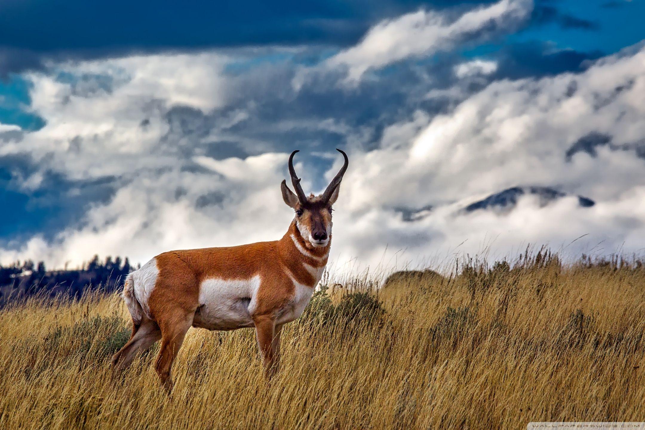 Antelope Wallpapers - Top Free Antelope Backgrounds - WallpaperAccess