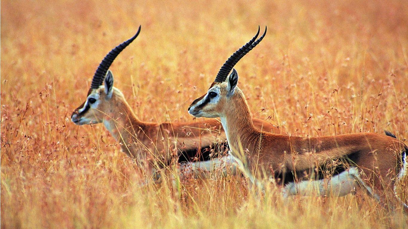 Antelope Wallpapers Top Free Antelope Backgrounds Wallpaperaccess