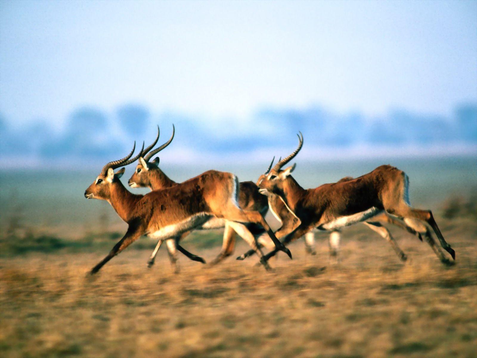 1600x1200 A herd of antelope wallpaper, photo, image, picture A herd