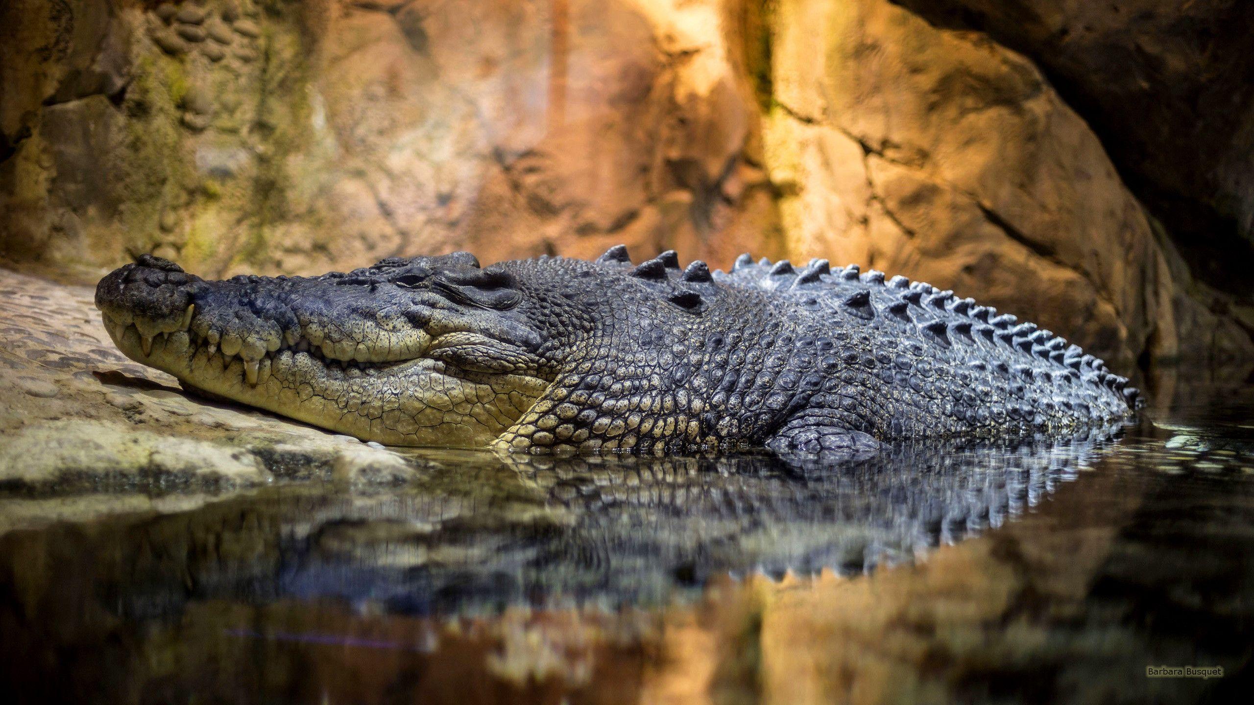 90 Crocodile HD Wallpapers and Backgrounds