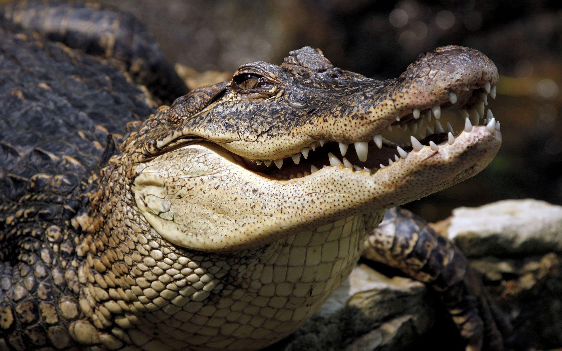 1920x1200 Crocodile Wallpaper