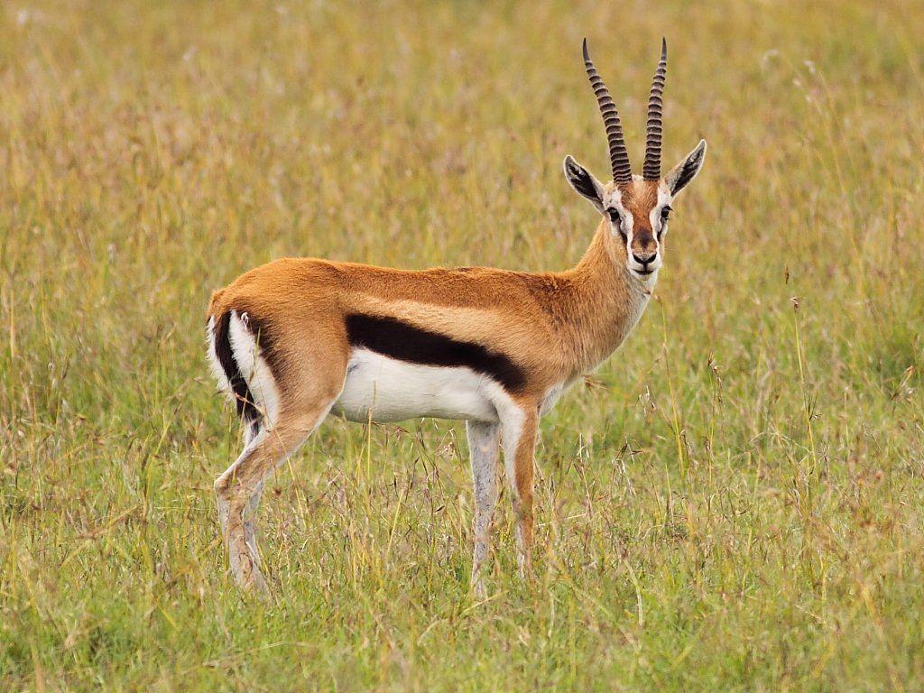 Antelope Wallpapers Top Free Antelope Backgrounds Wallpaperaccess