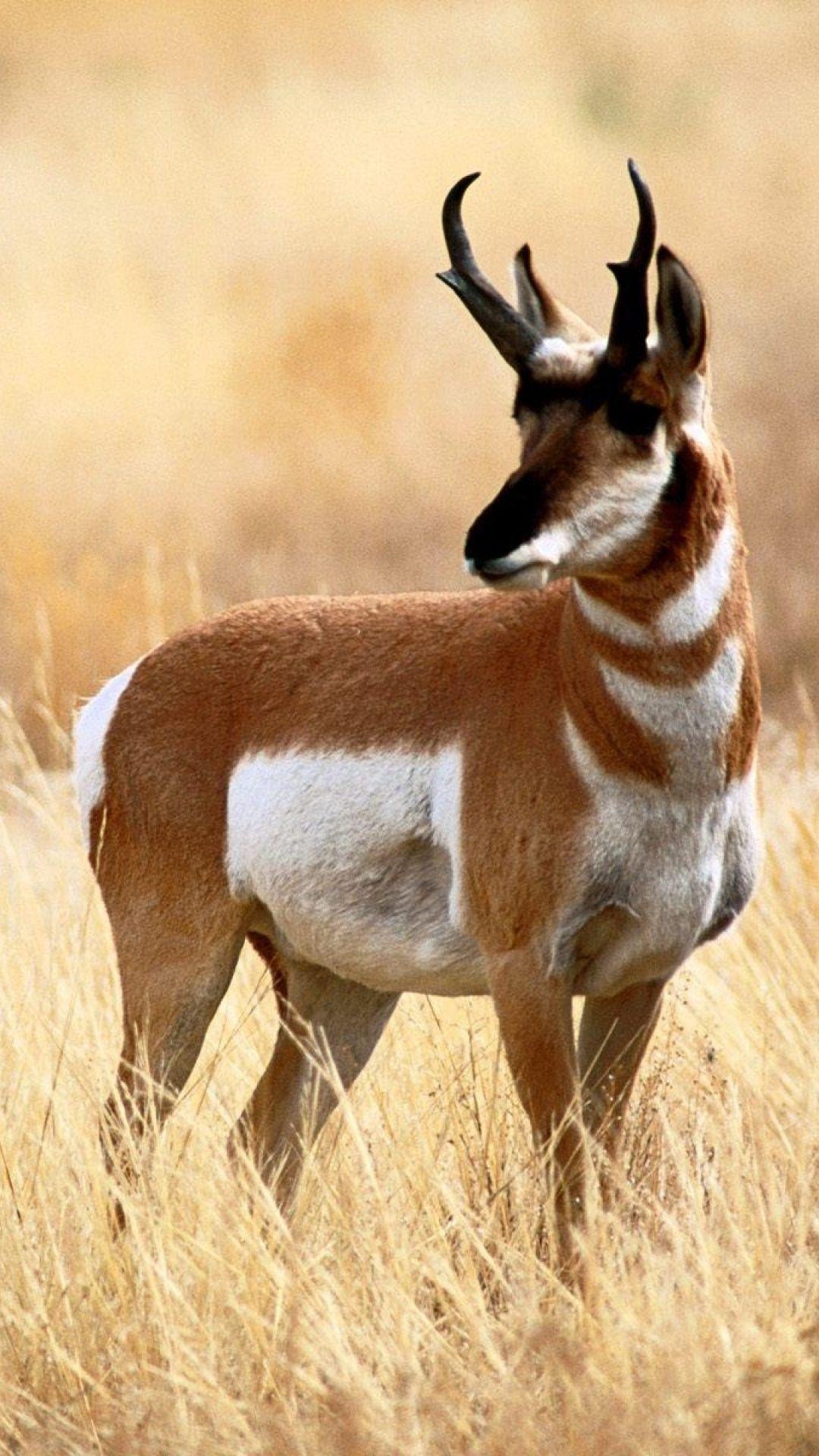 Antelope Wallpapers - Top Free Antelope Backgrounds - WallpaperAccess