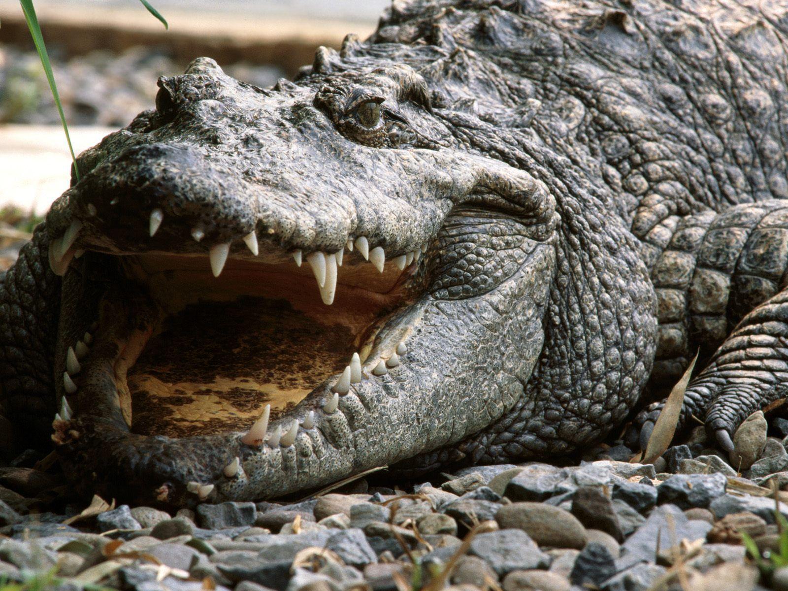 Crocodile Wallpapers Top Free Crocodile Backgrounds Wallpaperaccess