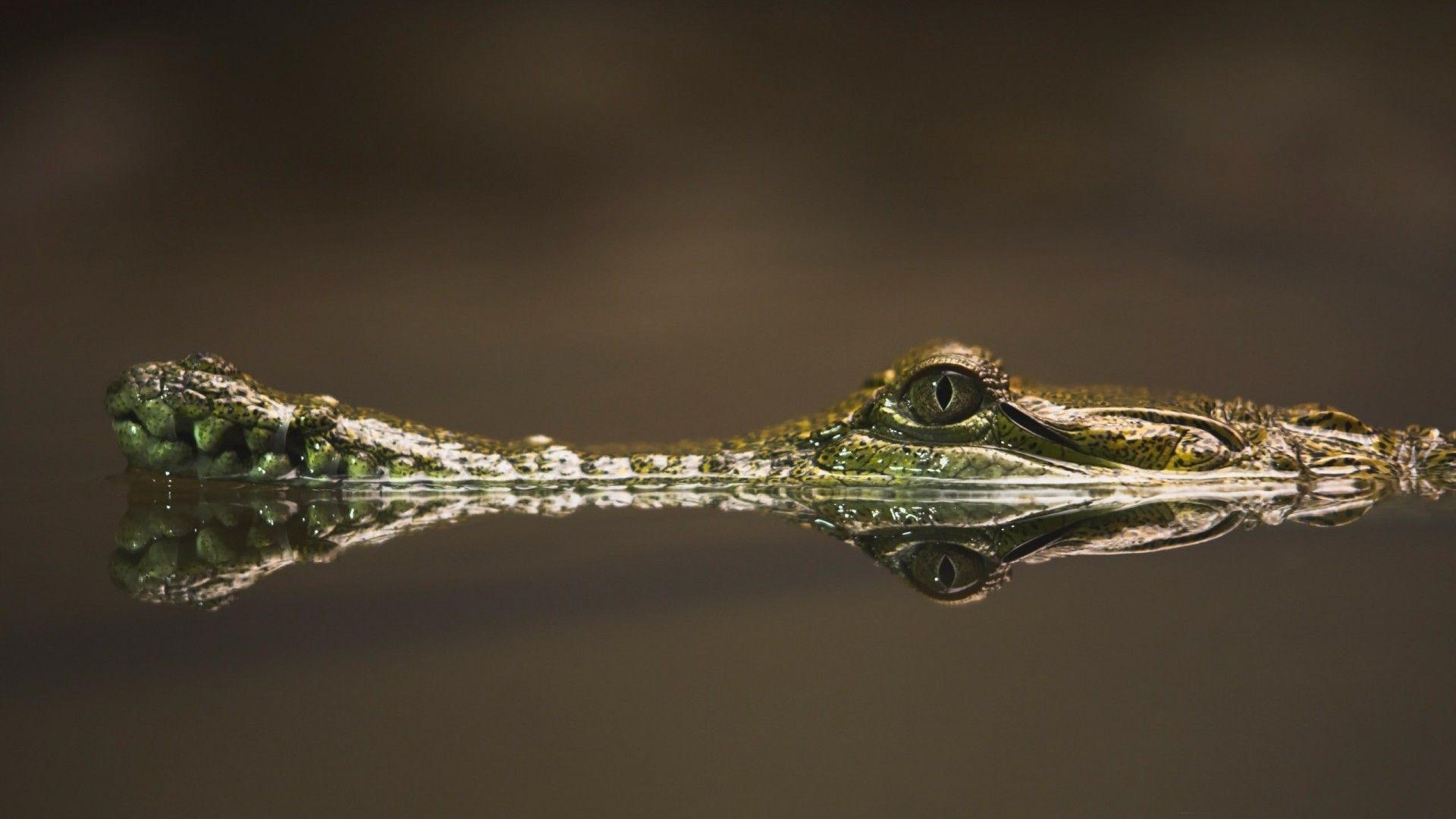 1920x1080 Crocodile Wallpaper