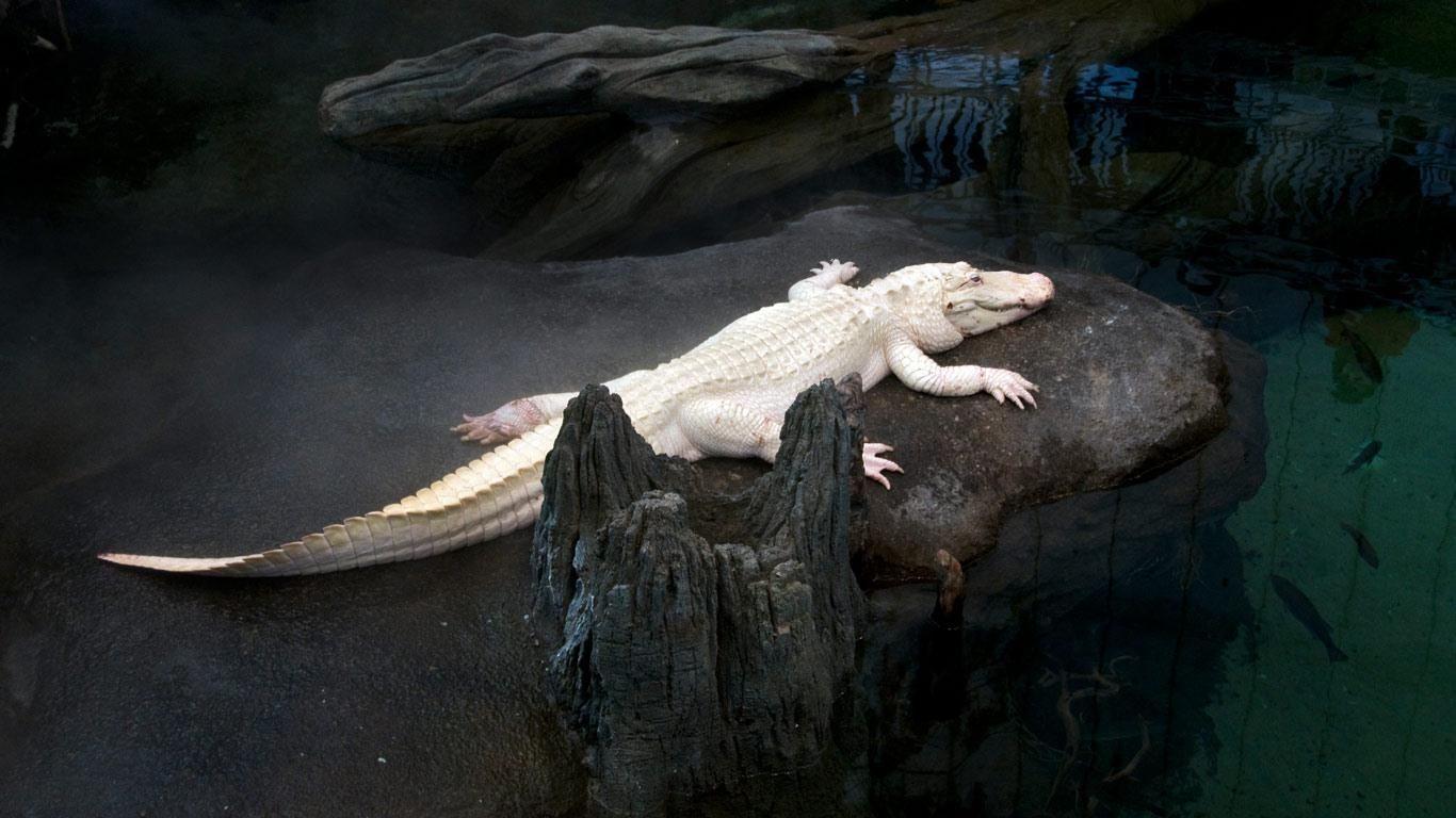 1366x768 Albino Alligator Wallpaper