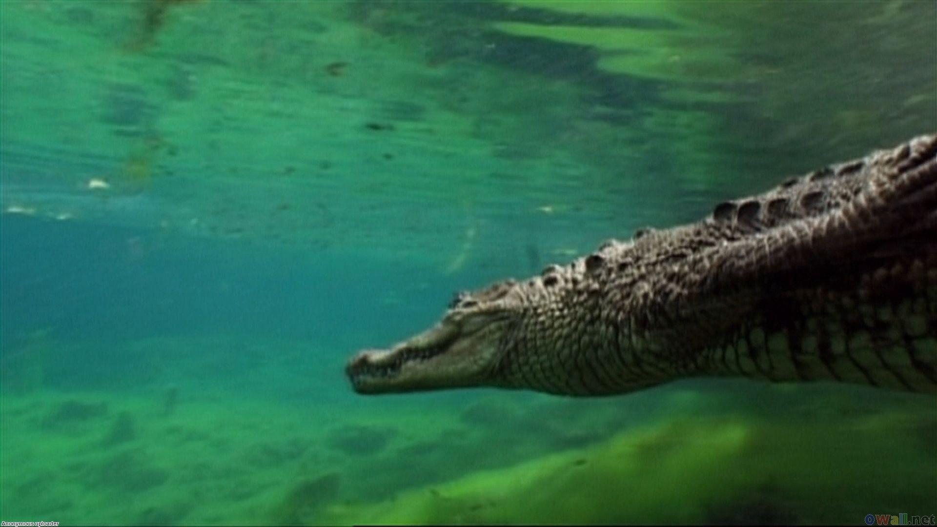 1920x1080 Crocodile Wallpaper 0.92 Mb