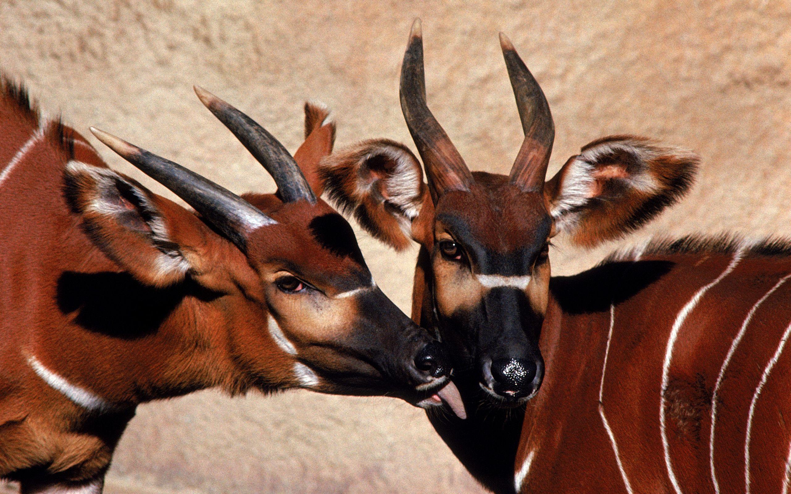 Antelope Wallpapers - Top Free Antelope Backgrounds - WallpaperAccess