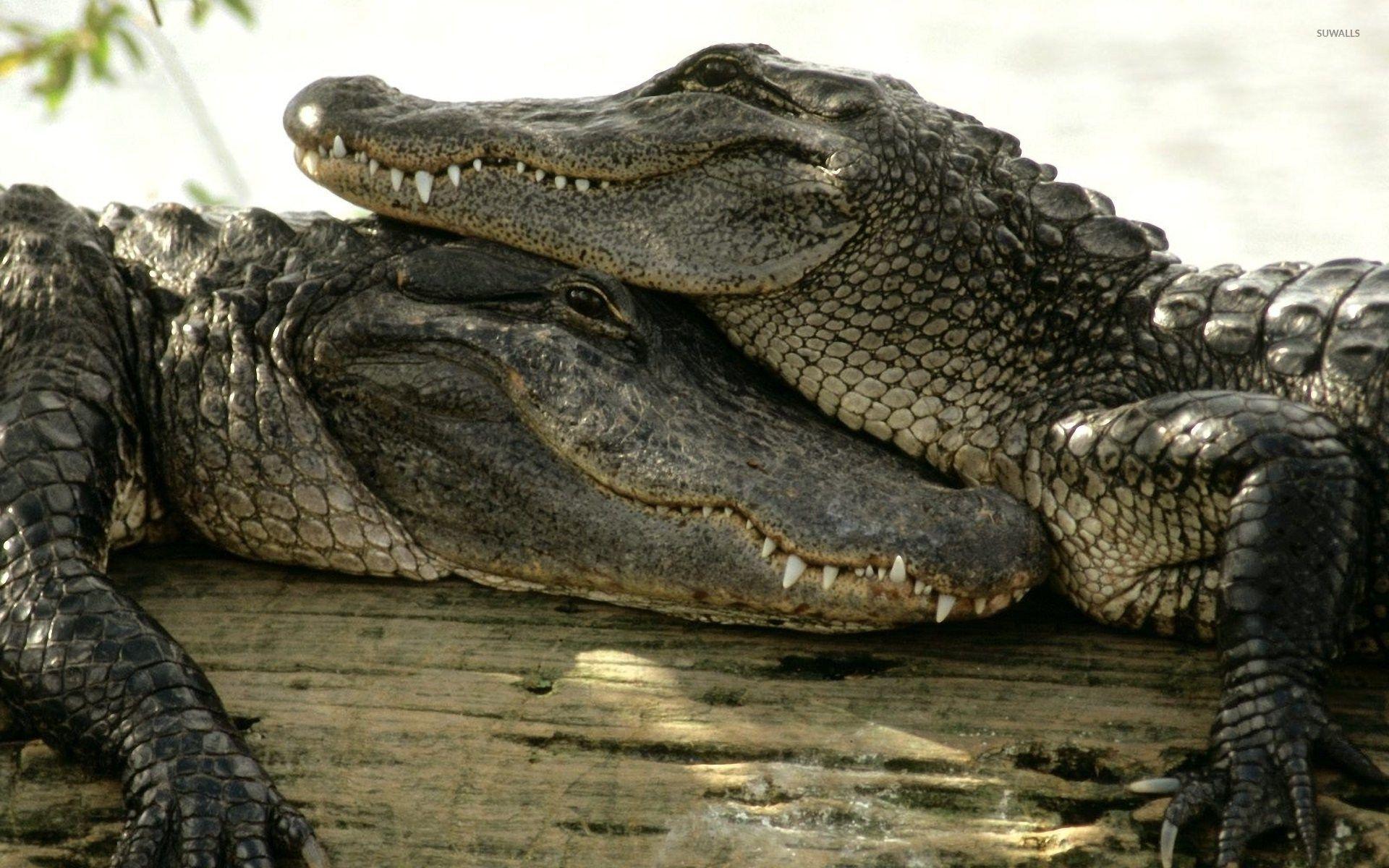1920x1200 Crocodile couple wallpaper wallpaper