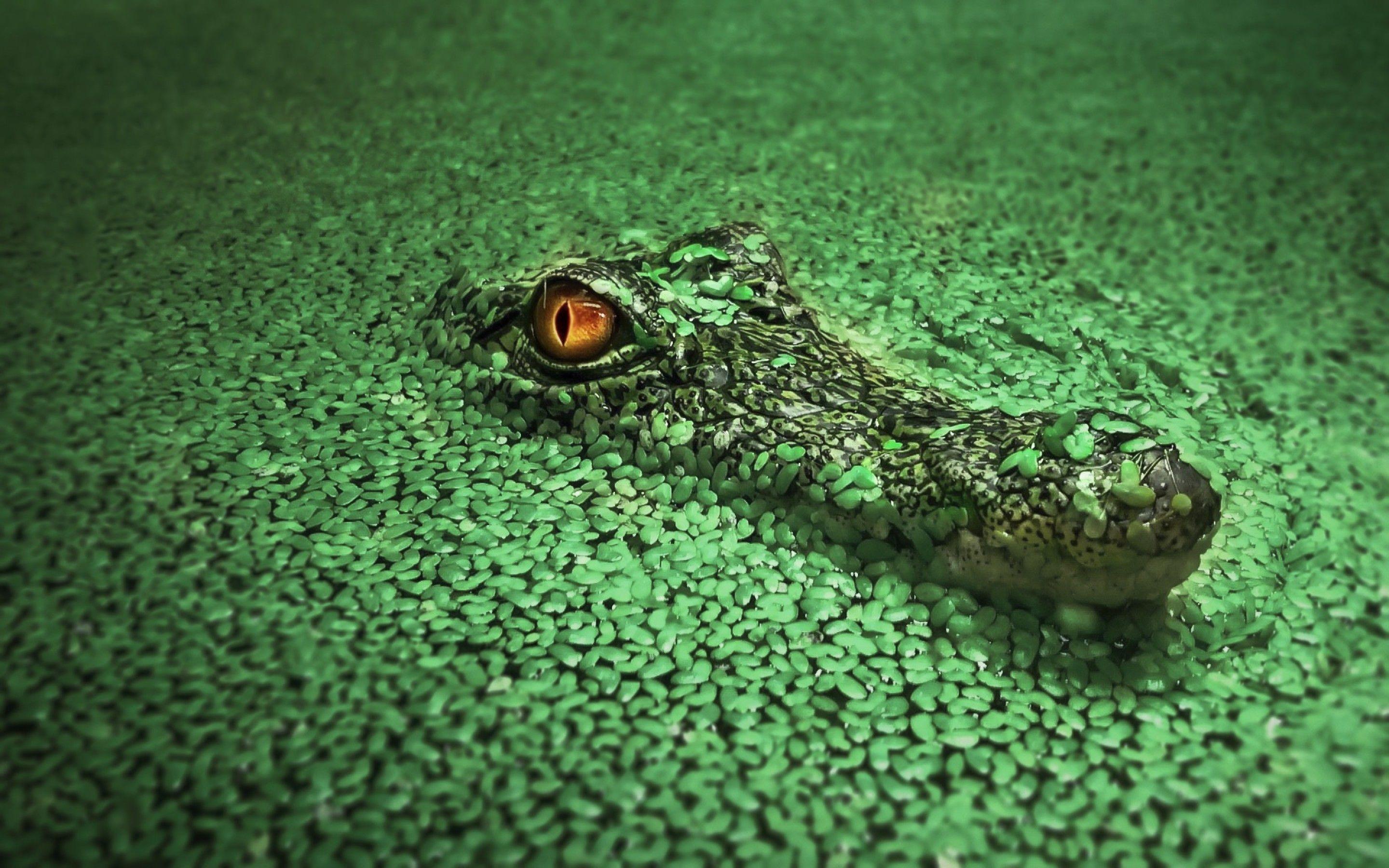 2880x1800 Crocodile Macbook Pro Retina HD 4k Wallpaper, Image
