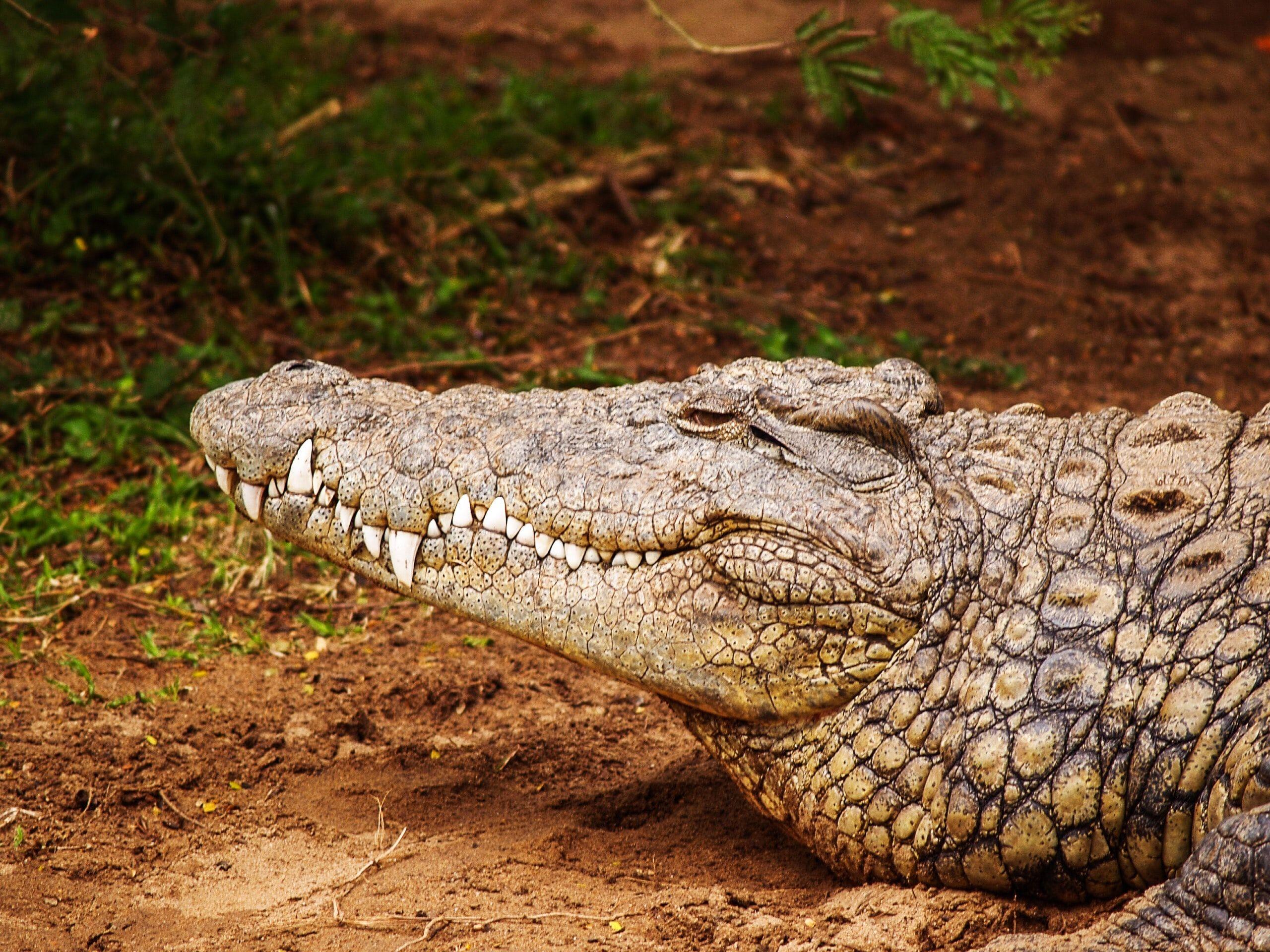 2560x1920 Crocodile Picture. Download Free Image