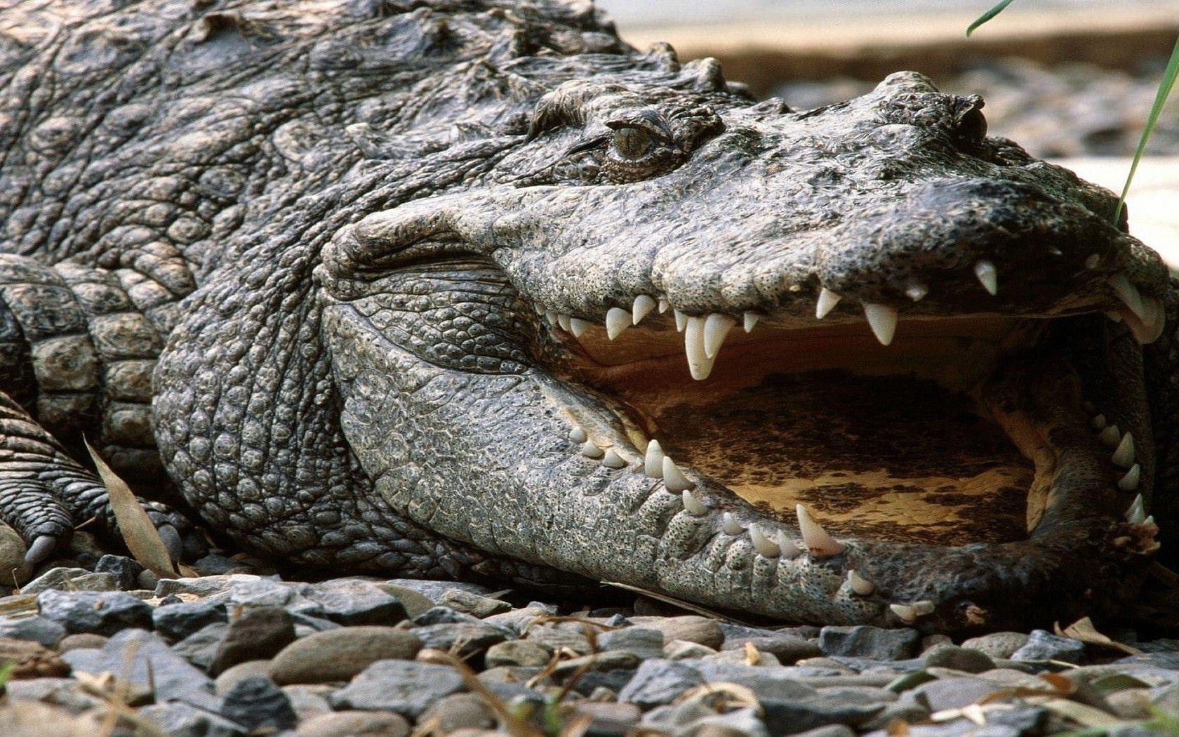 1680x1050 Alligator Wallpaper