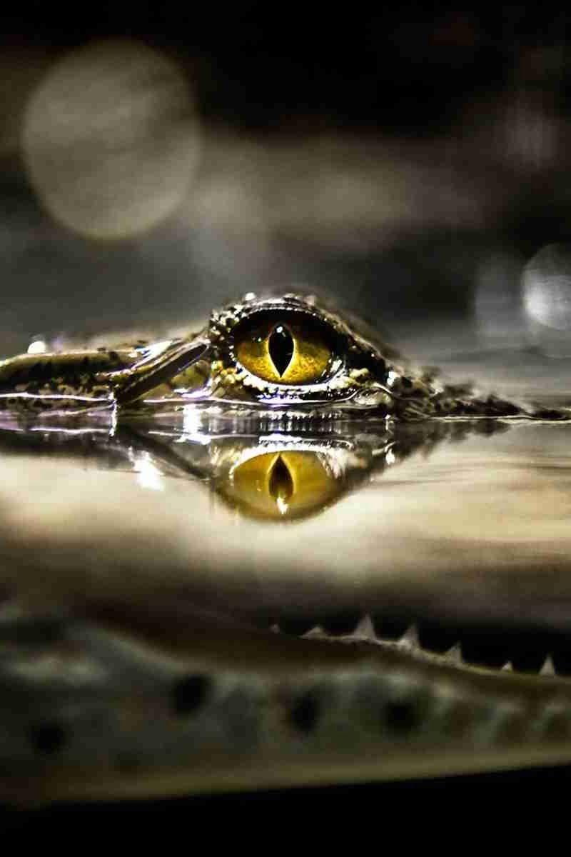 800x1200 Download wallpaper 800x1200 crocodile, eyes, water, predator