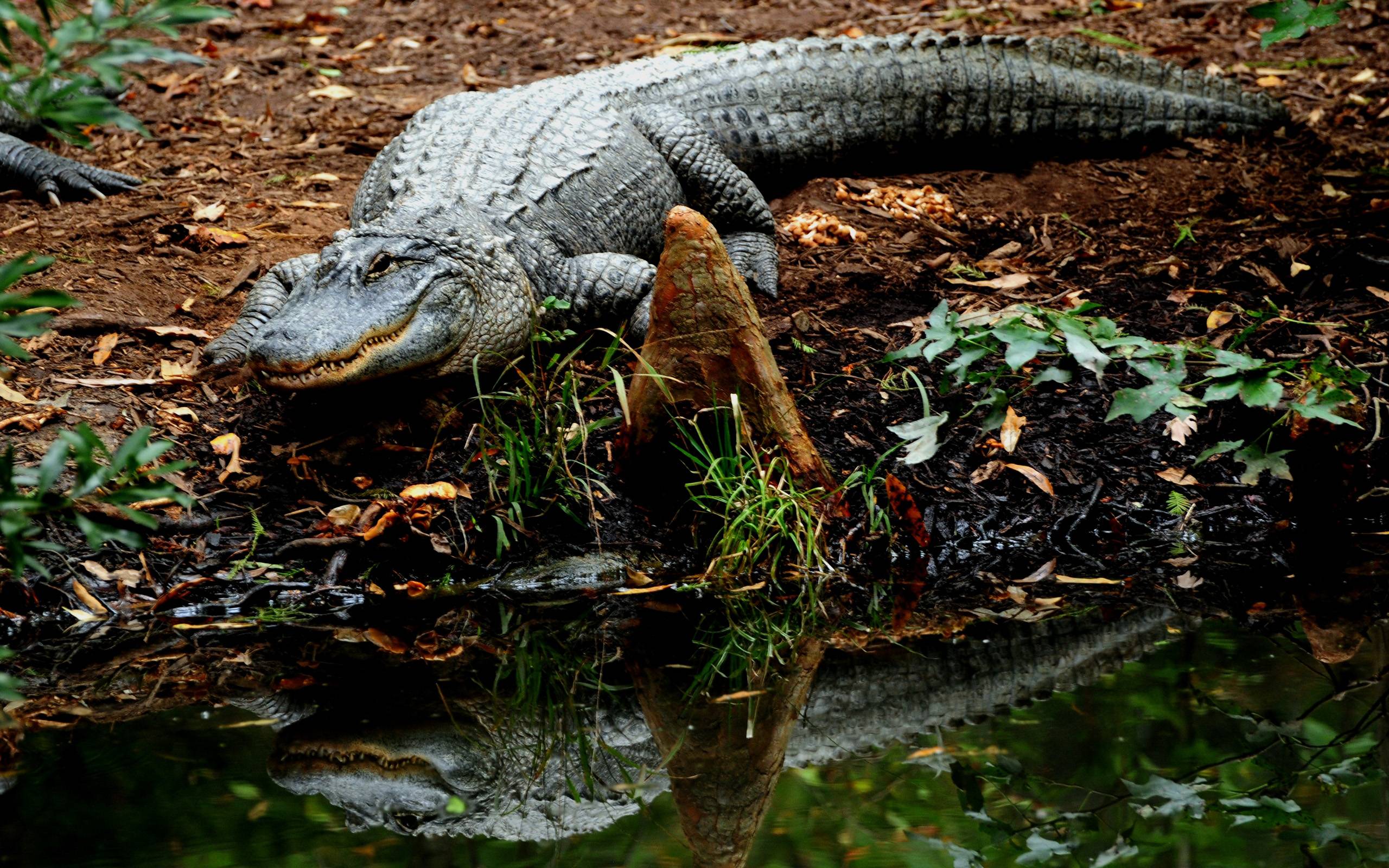 2560x1600 Crocodile Wallpaper