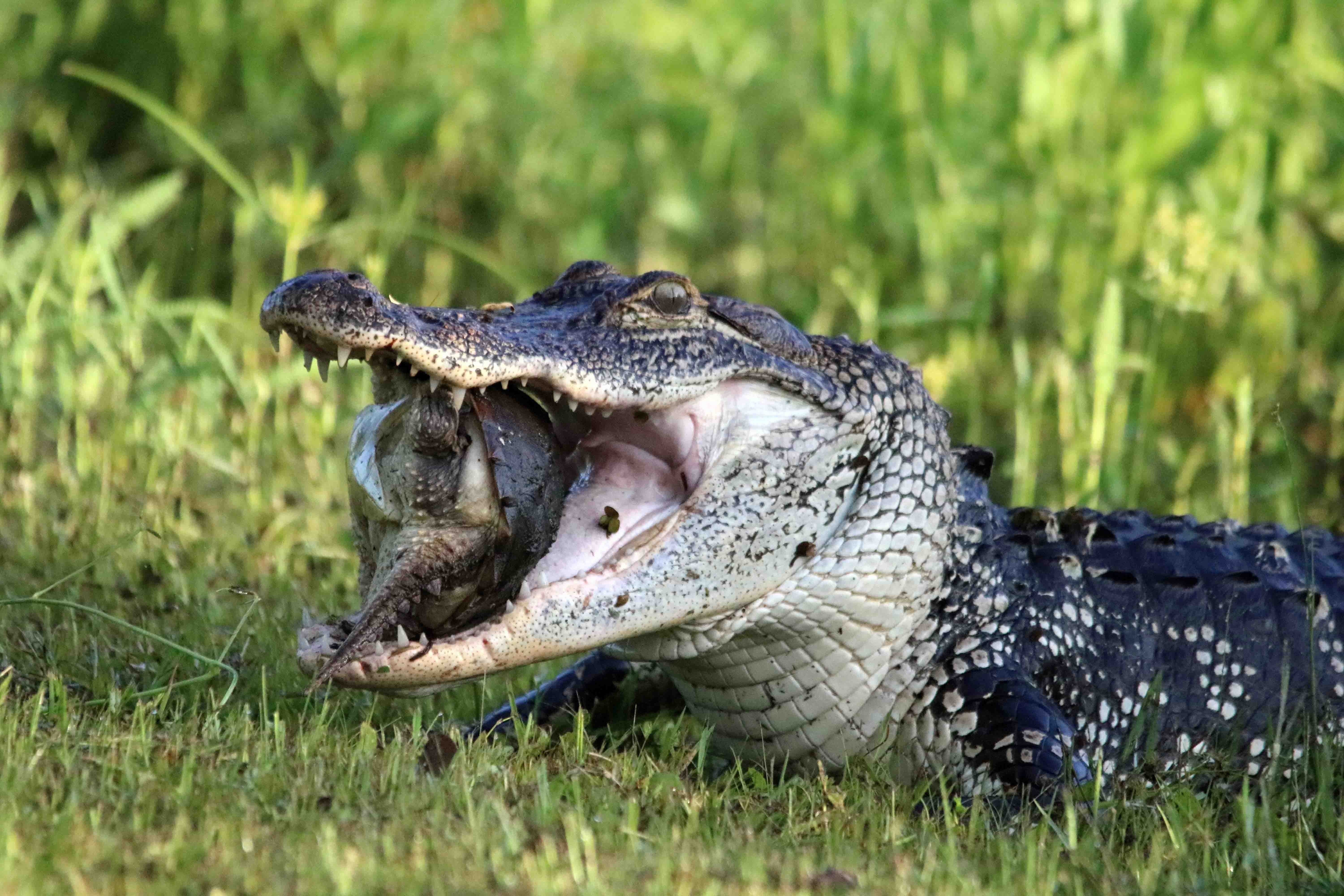 6000x4000 Alligator Wallpaper. Alligator Wallpaper