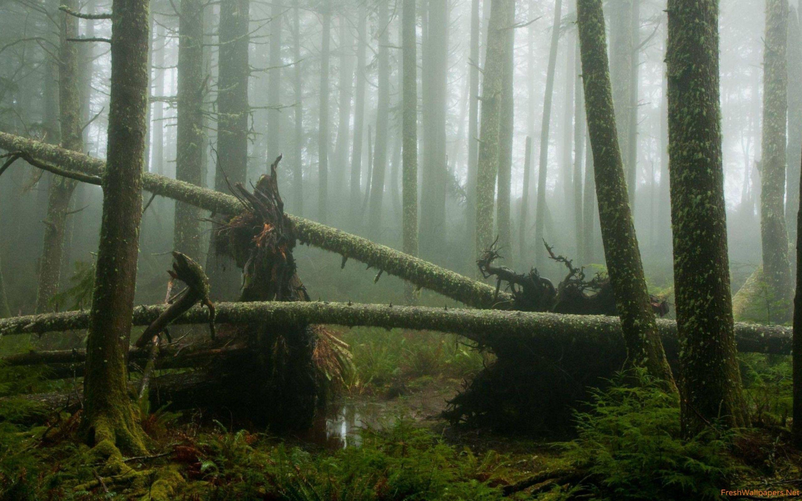 2560x1600 Misty Swamp Forest Wallpaper Forest