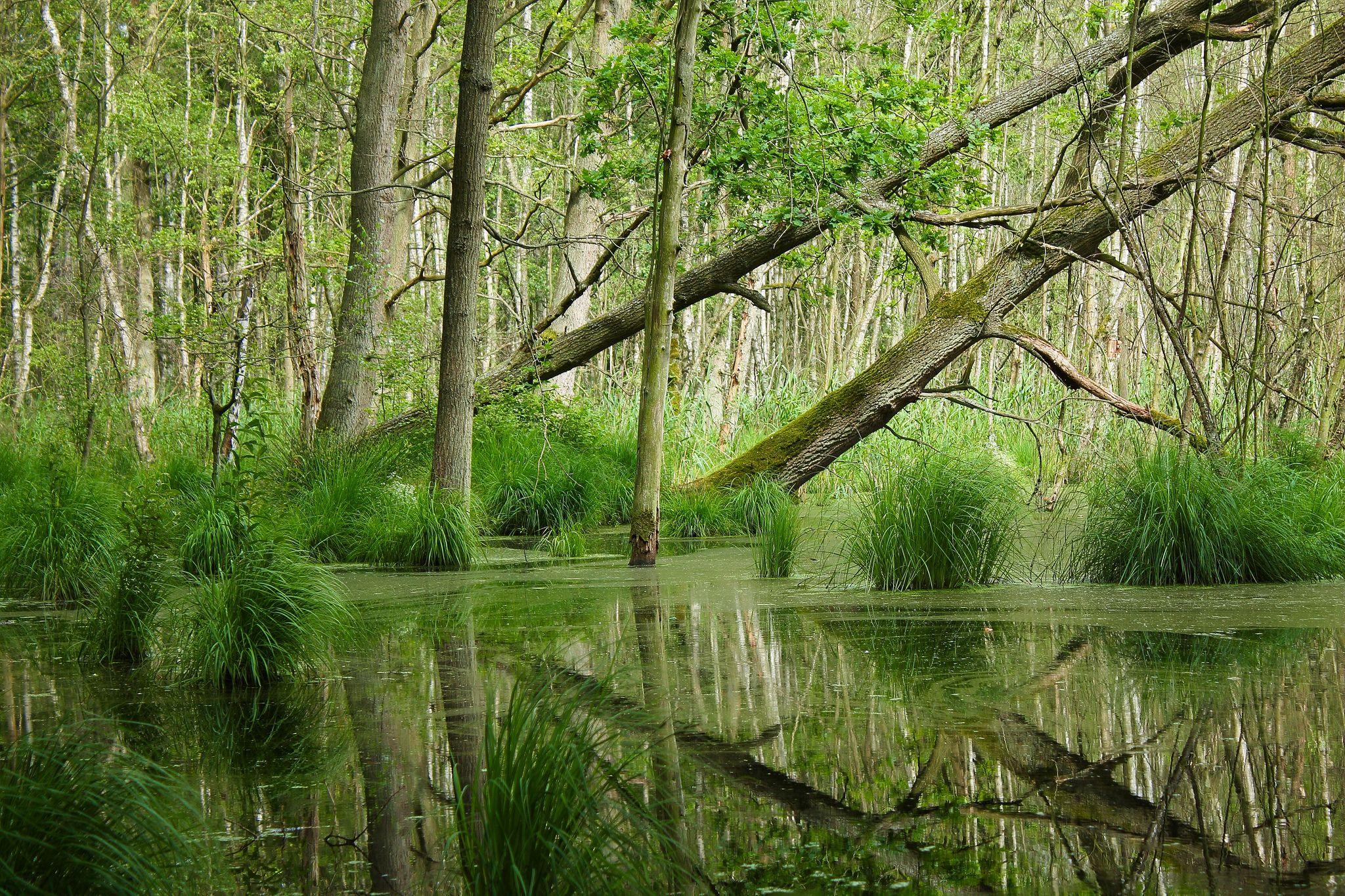 Swamp Wallpapers - Top Free Swamp Backgrounds - WallpaperAccess