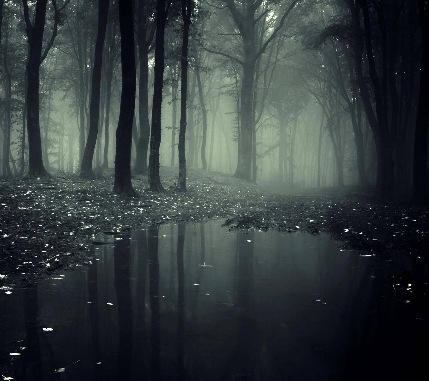 1440x1280 Swamp HD wallpaper