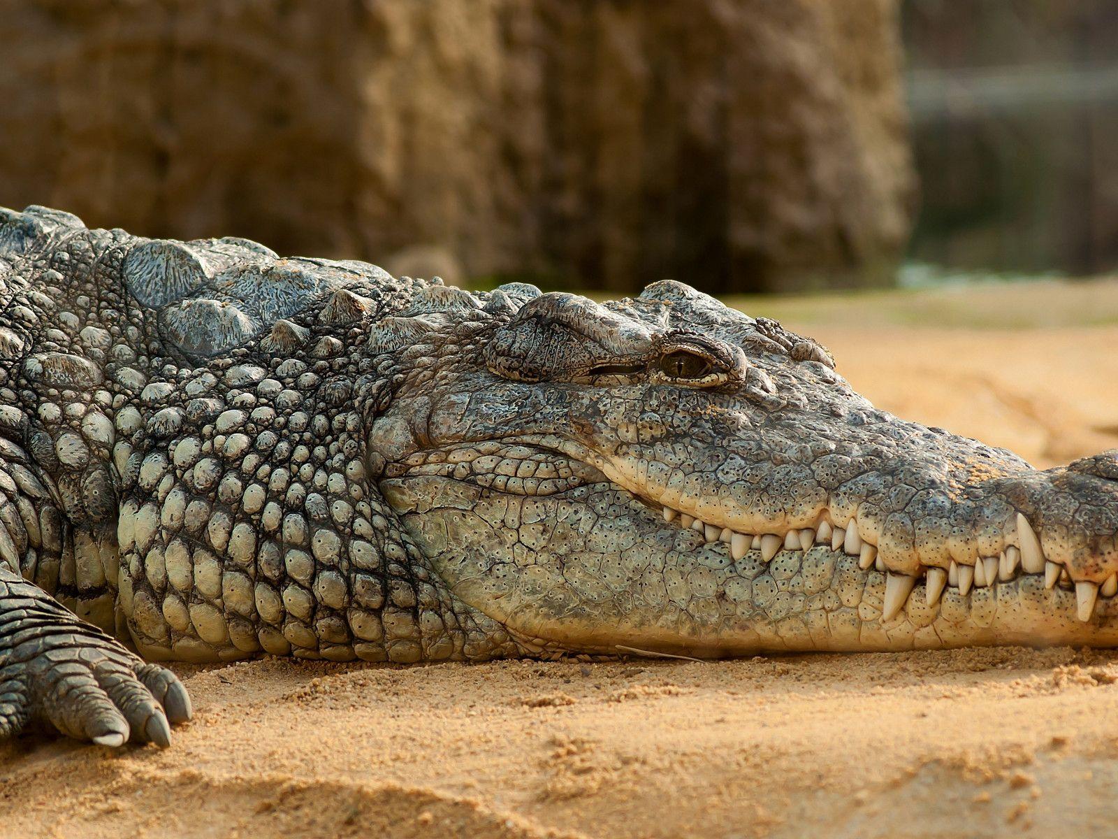 Crocodile Don!! Card (Normal) - One Piece The Best main image 0