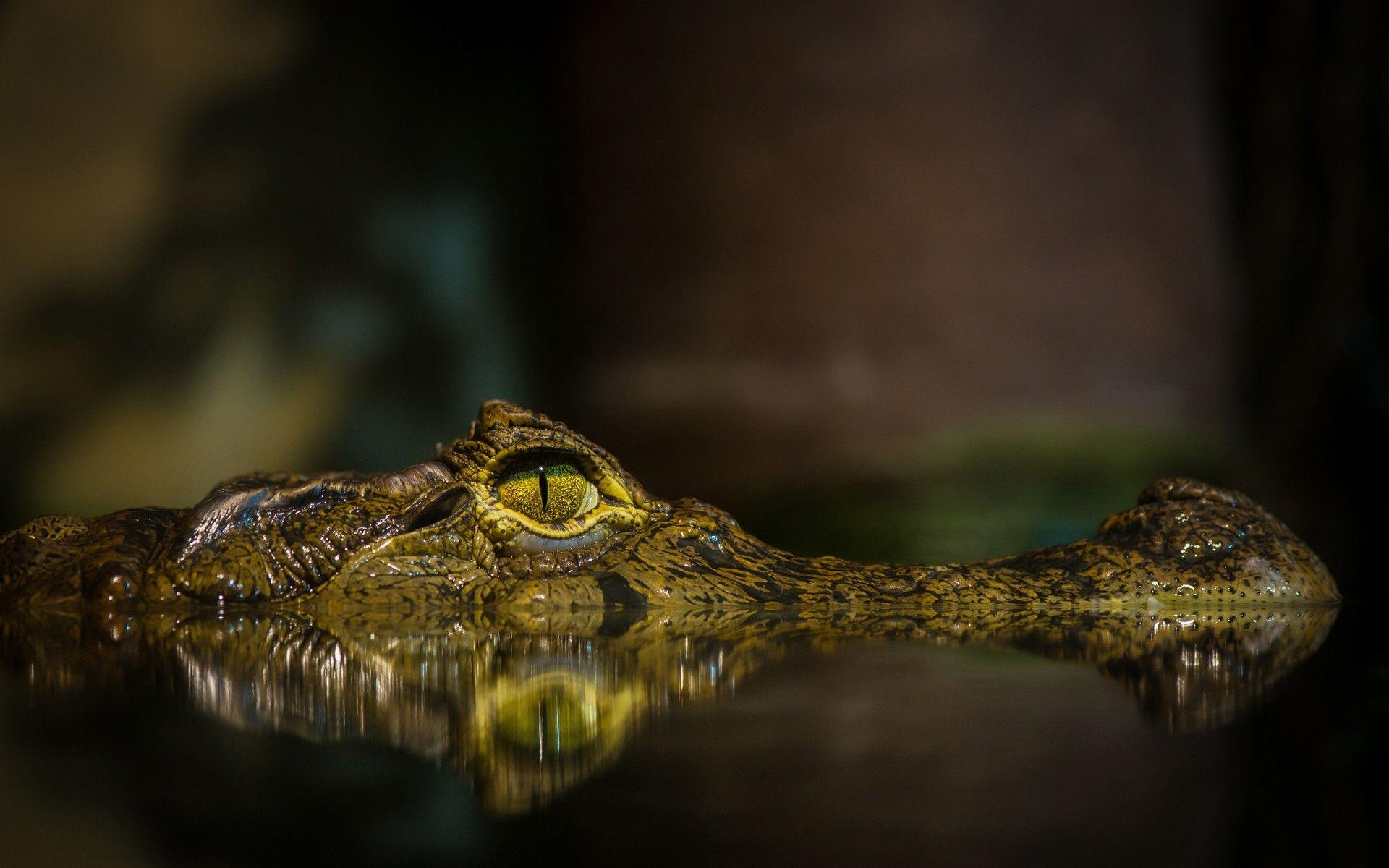 Crocodile Wallpapers - Top Free Crocodile Backgrounds - WallpaperAccess