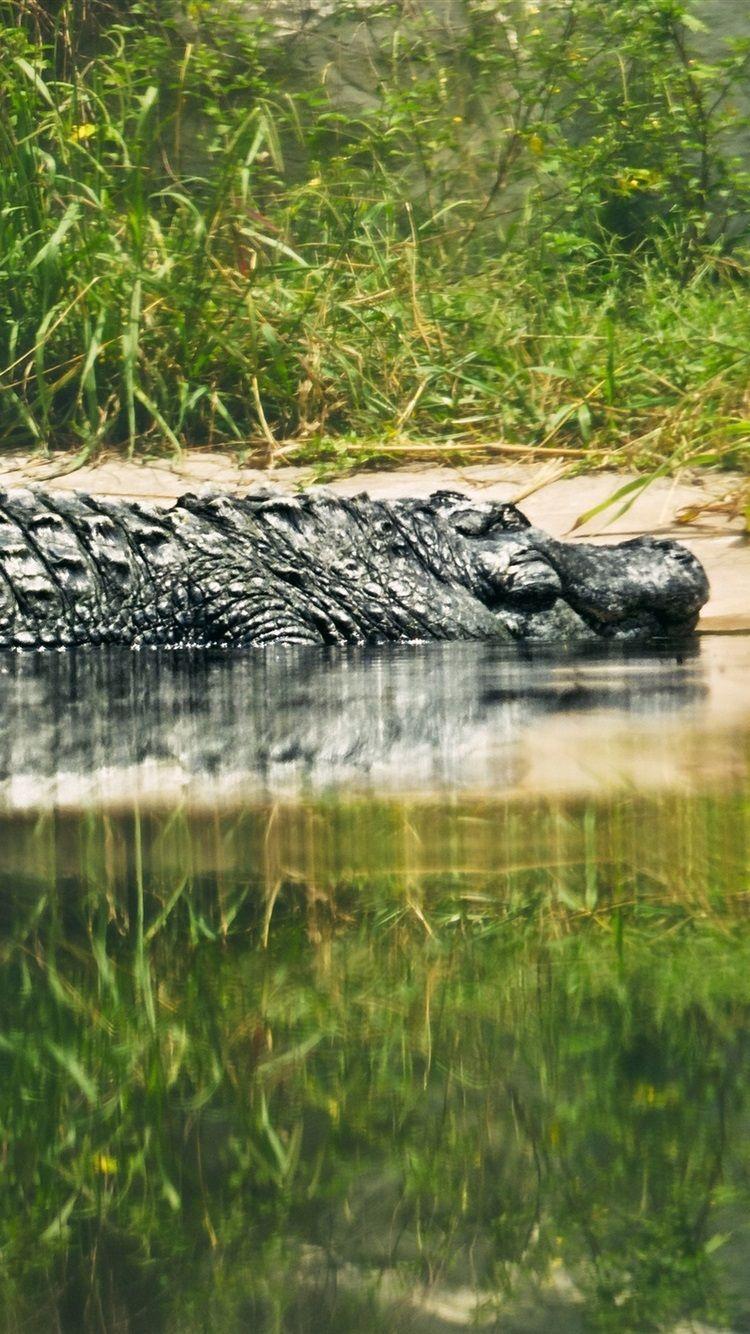 750x1334 Wallpaper Reptile, crocodile, lake 2880x1800 HD Picture, Image