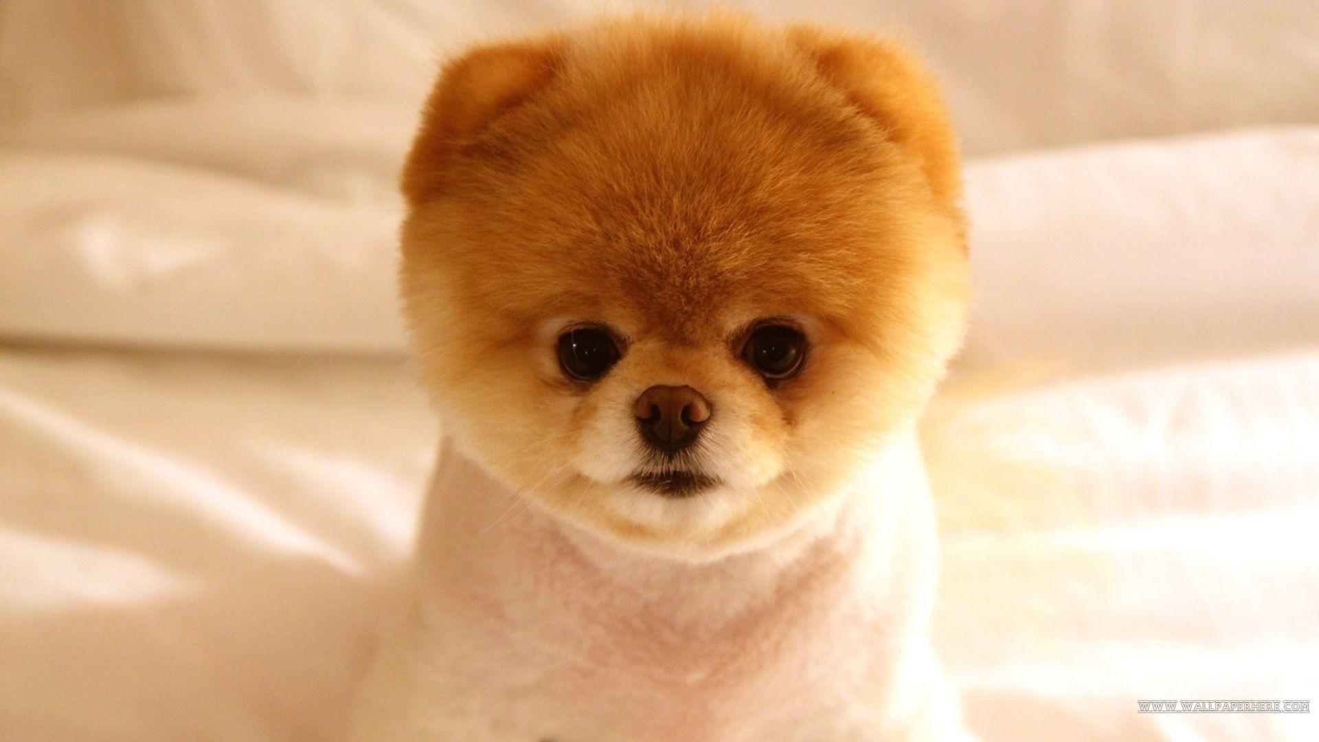 1920x1080 Teacup Puppies Wallpaper