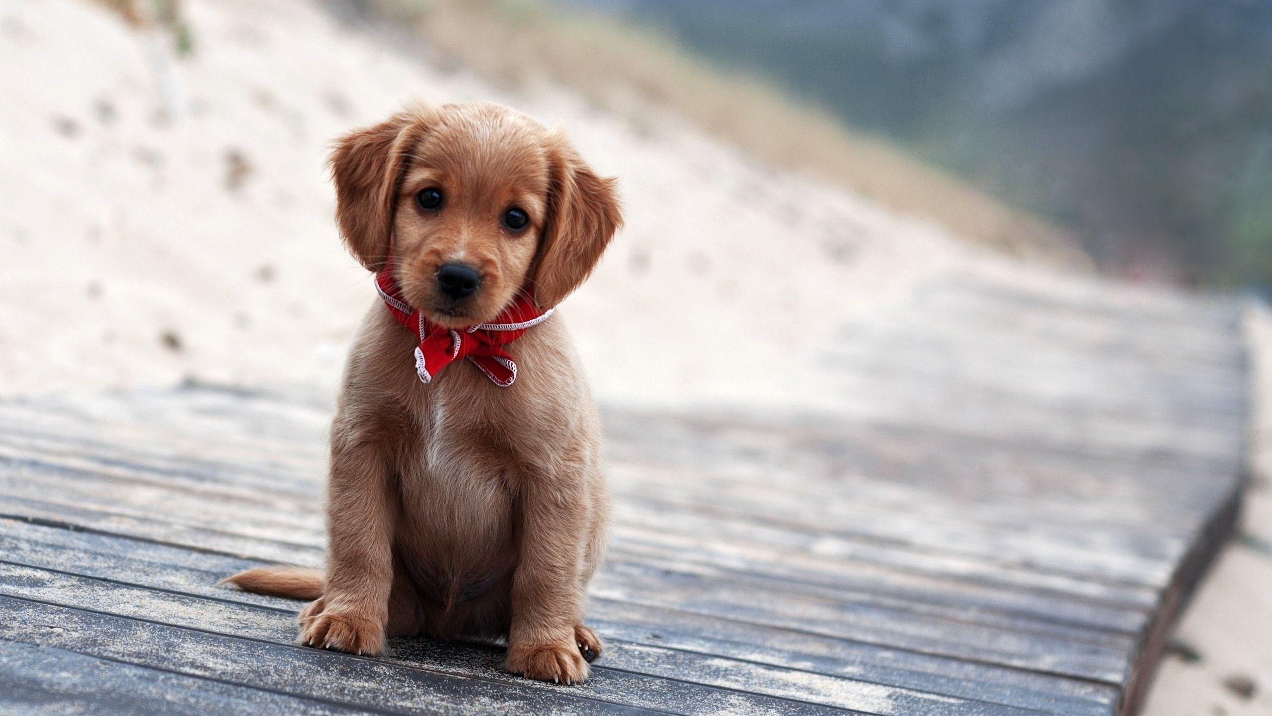 2560x1440 Puppy Wallpaper HD