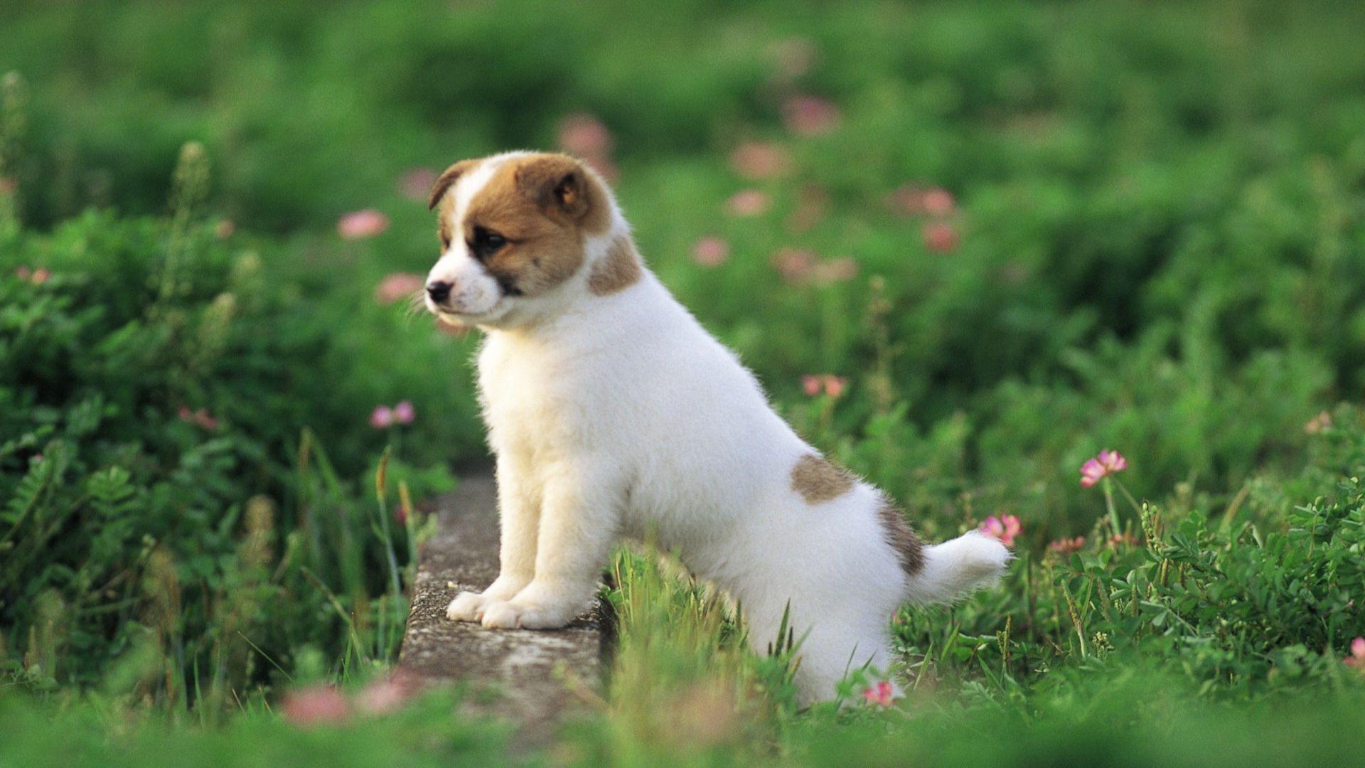 1920x1080 Free Cute Puppy Wallpaper