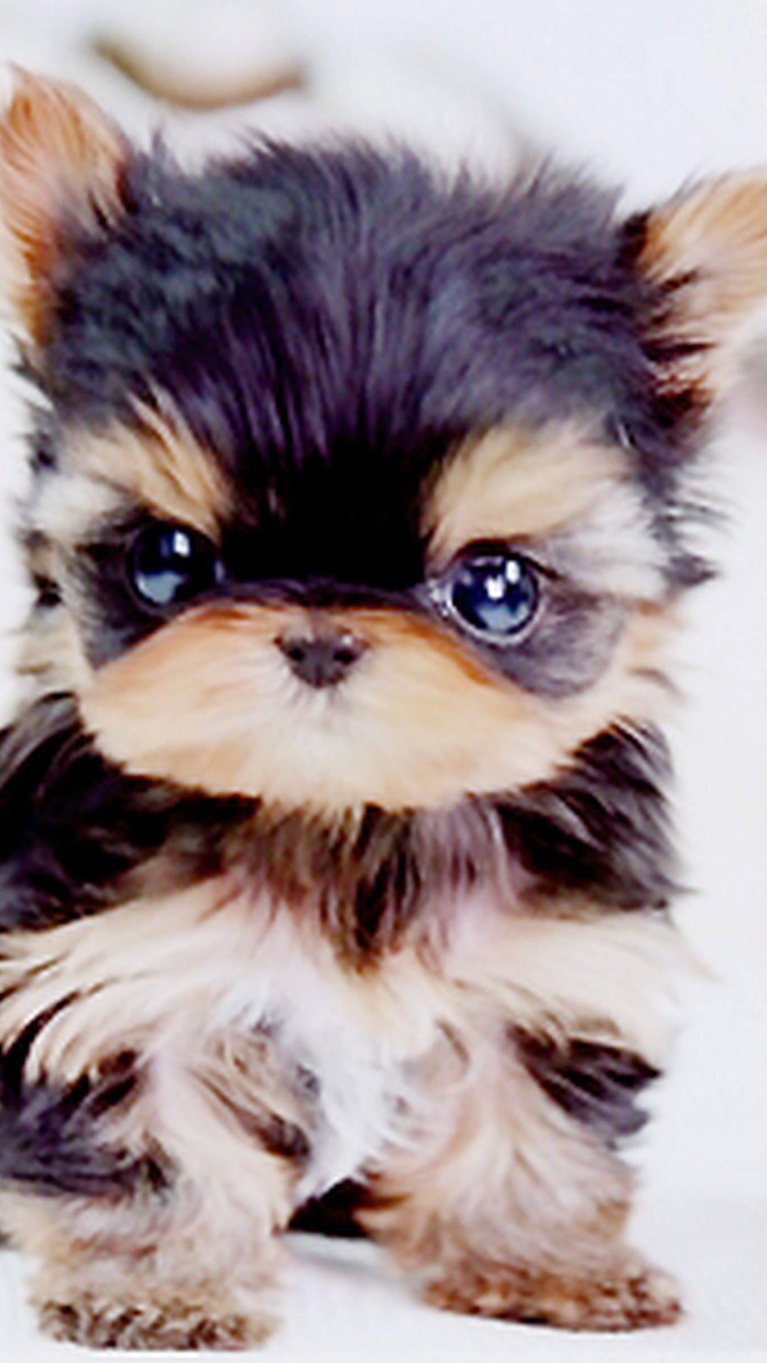 1080x1920 iPhone 7 Wallpaper Funny Puppies 3D iPhone Wallpaper
