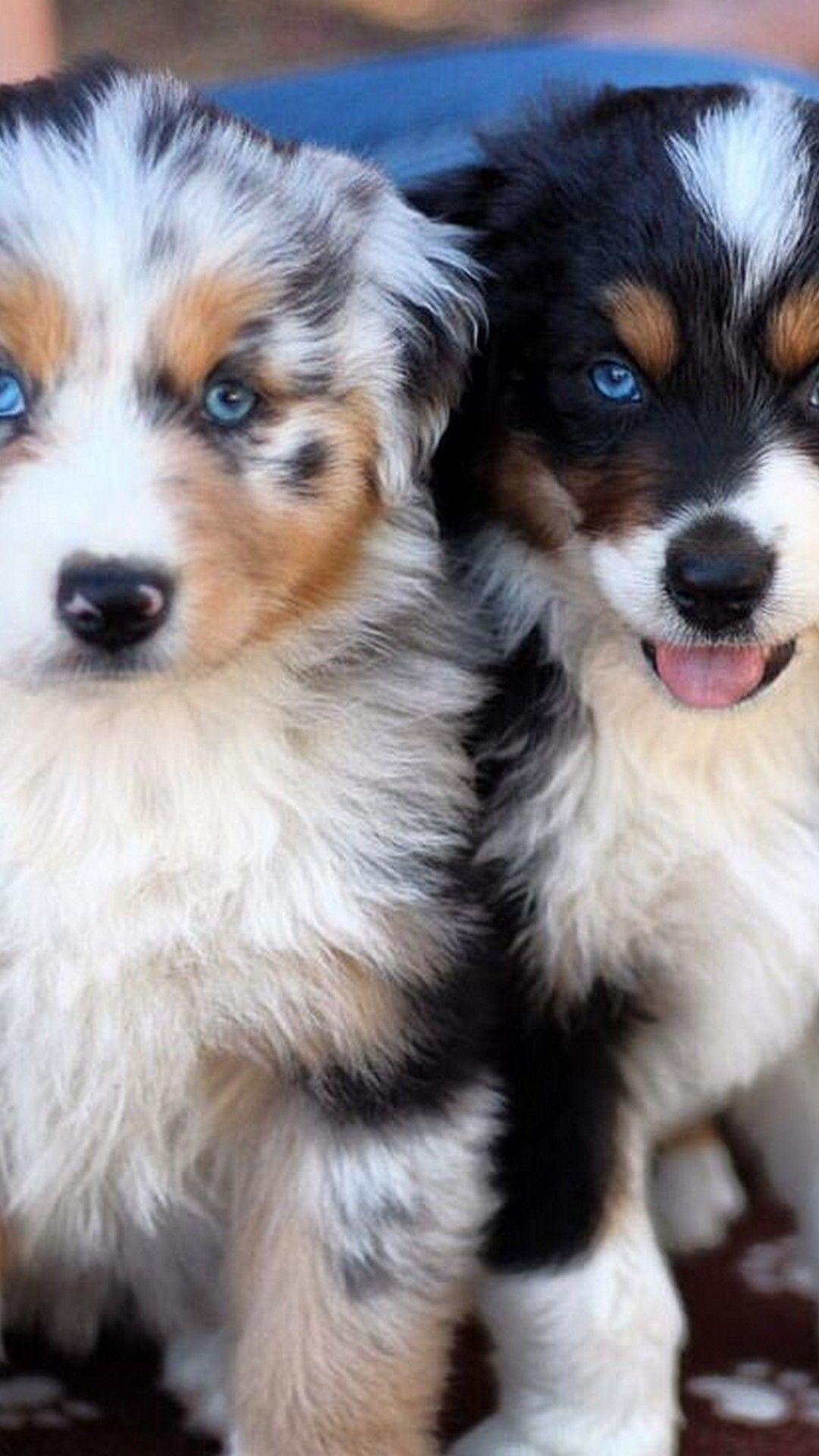 1080x1920 Wallpaper Funny Puppies Android Android Wallpaper