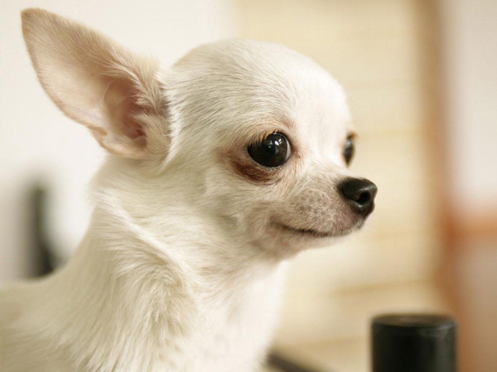 1024x768 Funny Puppy Wallpaper