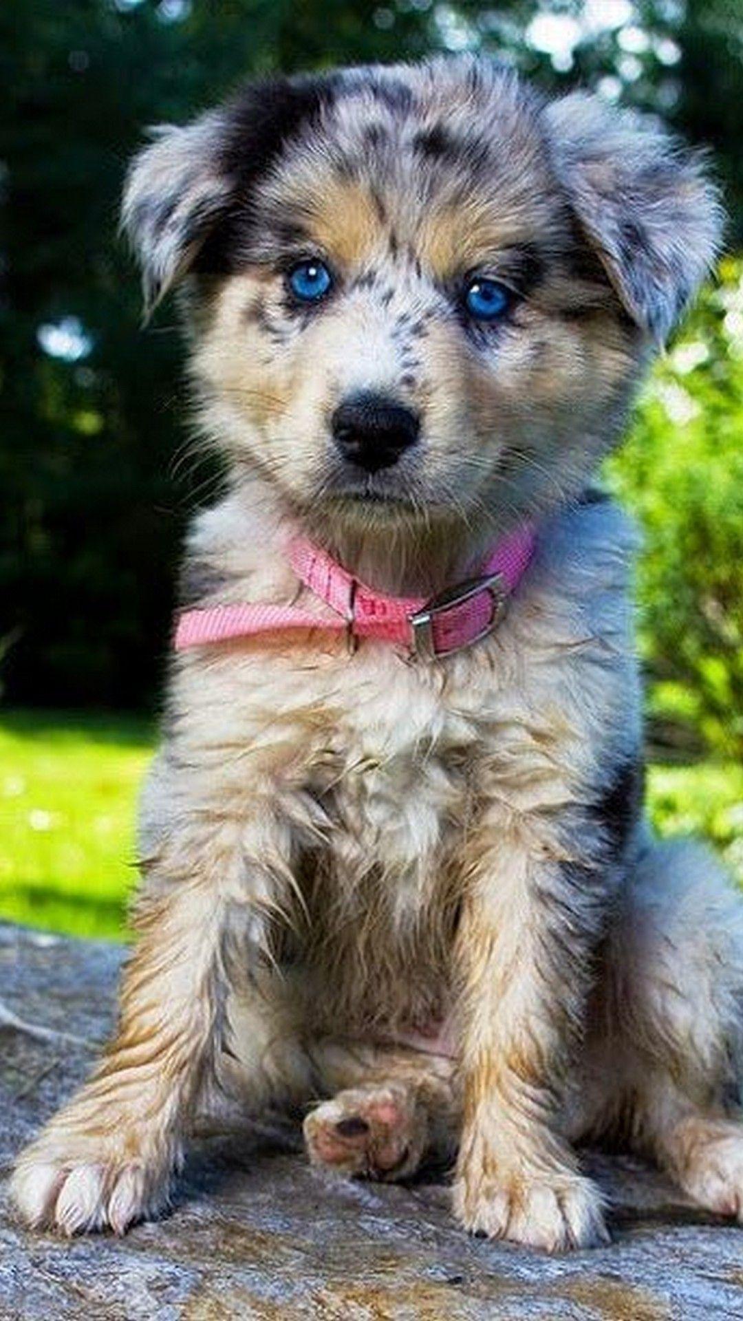 1080x1920 Funny Puppies Wallpaper For Android Android Wallpaper