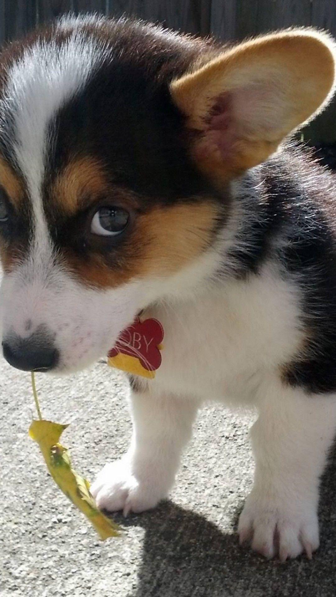 1080x1920 Funny Puppies Wallpaper For iPhone 3D iPhone Wallpaper