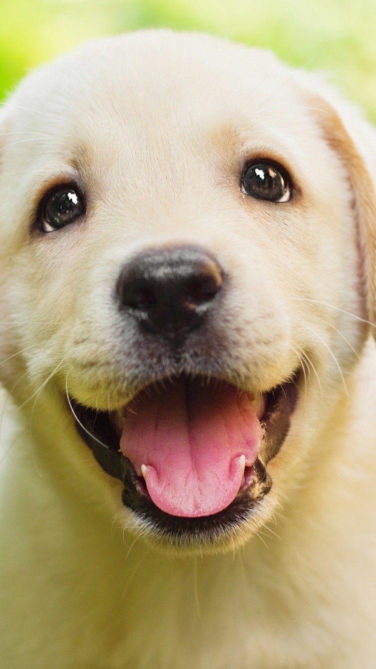750x1334 Puppy, Cute, Tongue, Close Up, Dogs Dog, HD Wallpaper